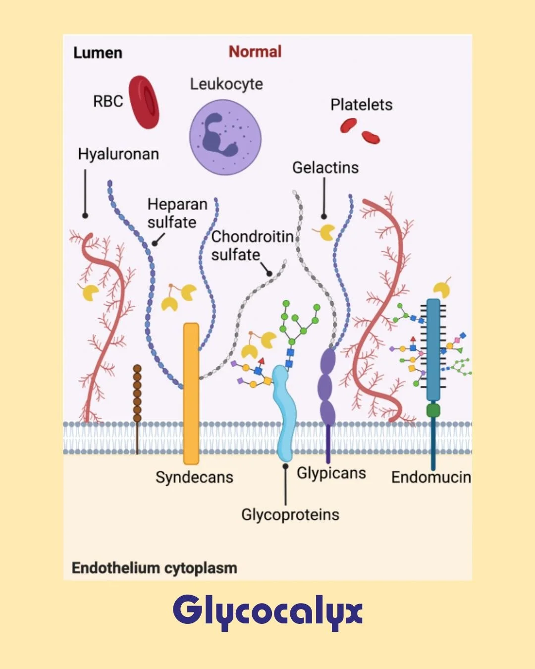 Protecting the Intestinal Glycocalyx

Research suggests several factors can influence the health of the intestinal glycocalyx.

Potential contributors to glycocalyx damage include:
&bull; chronic inflammation
&bull; hyperglycemia
&bull; oxidative str