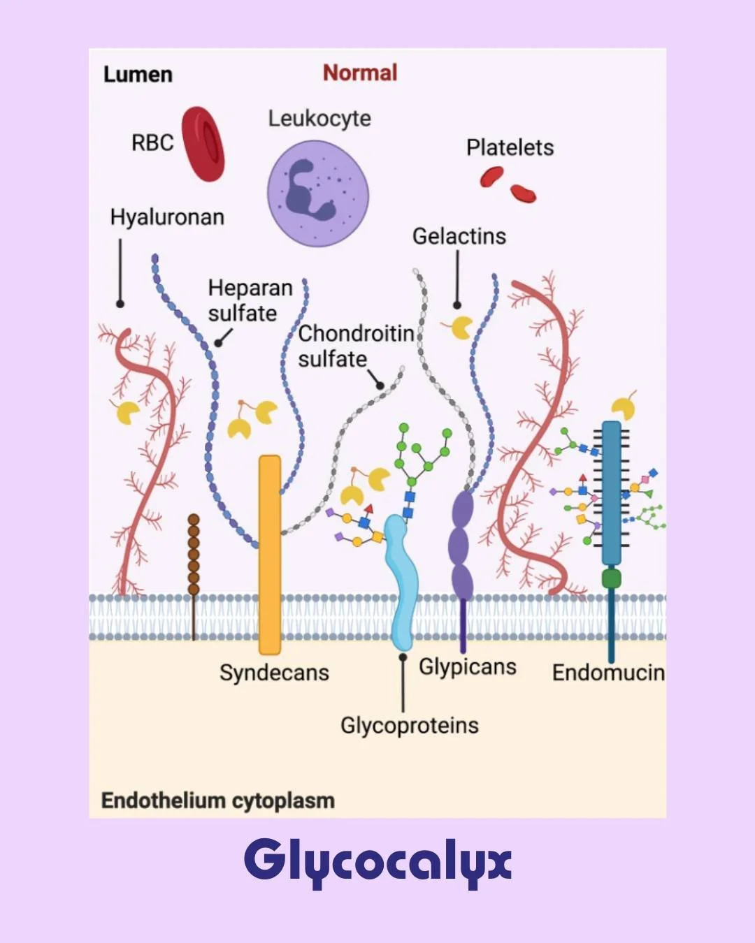 GlycA: A Marker of Inflammation and Vascular Health

So all this talk about the Glycocalyx in our previous posts and the Intestinal tract
One way we can test is through the GlycA test with Labcorp

Did you know there is a blood test that can help ass