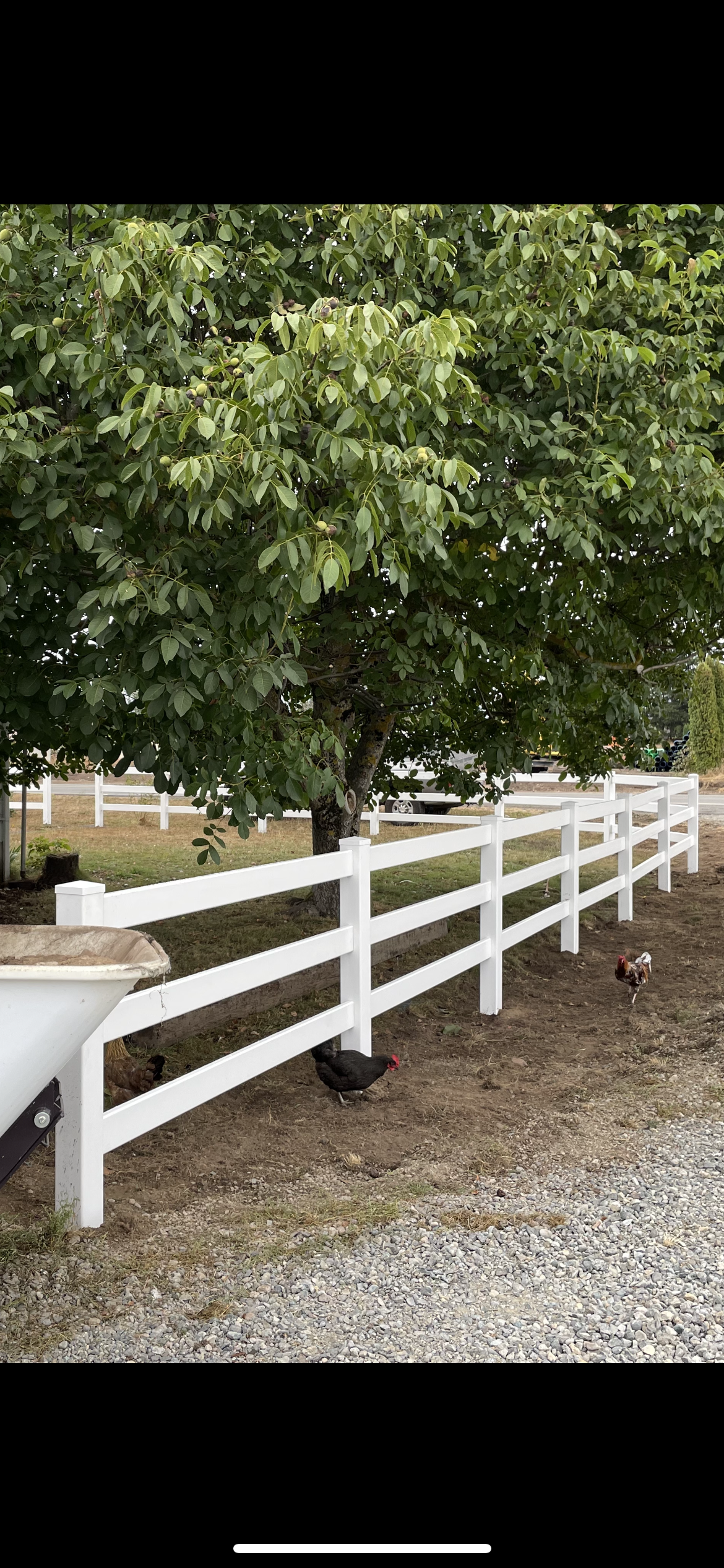 A large green tree with green leaves and small fruit or buds. A white wooden fence runs along the sidewalk, with three chickens pecking at the ground near the fence.