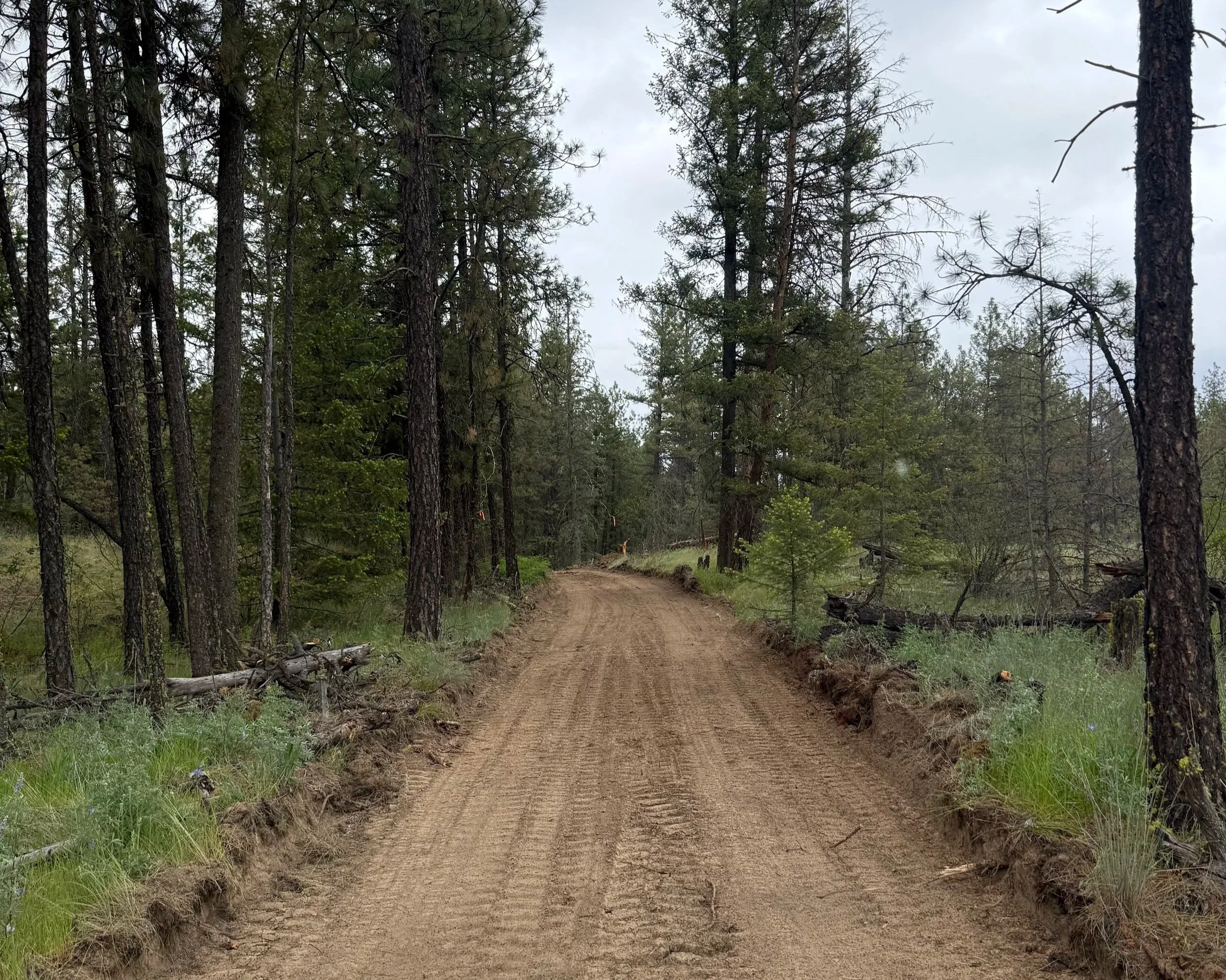 A dirt trail running through a forest with tall pine trees and green grass on either side, under a cloudy sky.