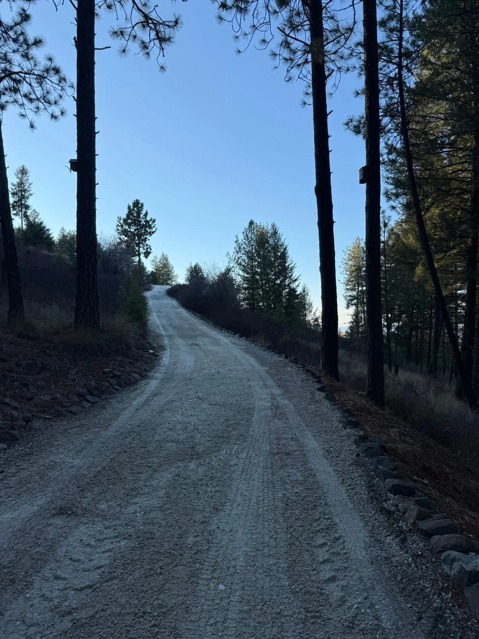 A dirt road winding through a forest of tall pine trees with a clear blue sky above.