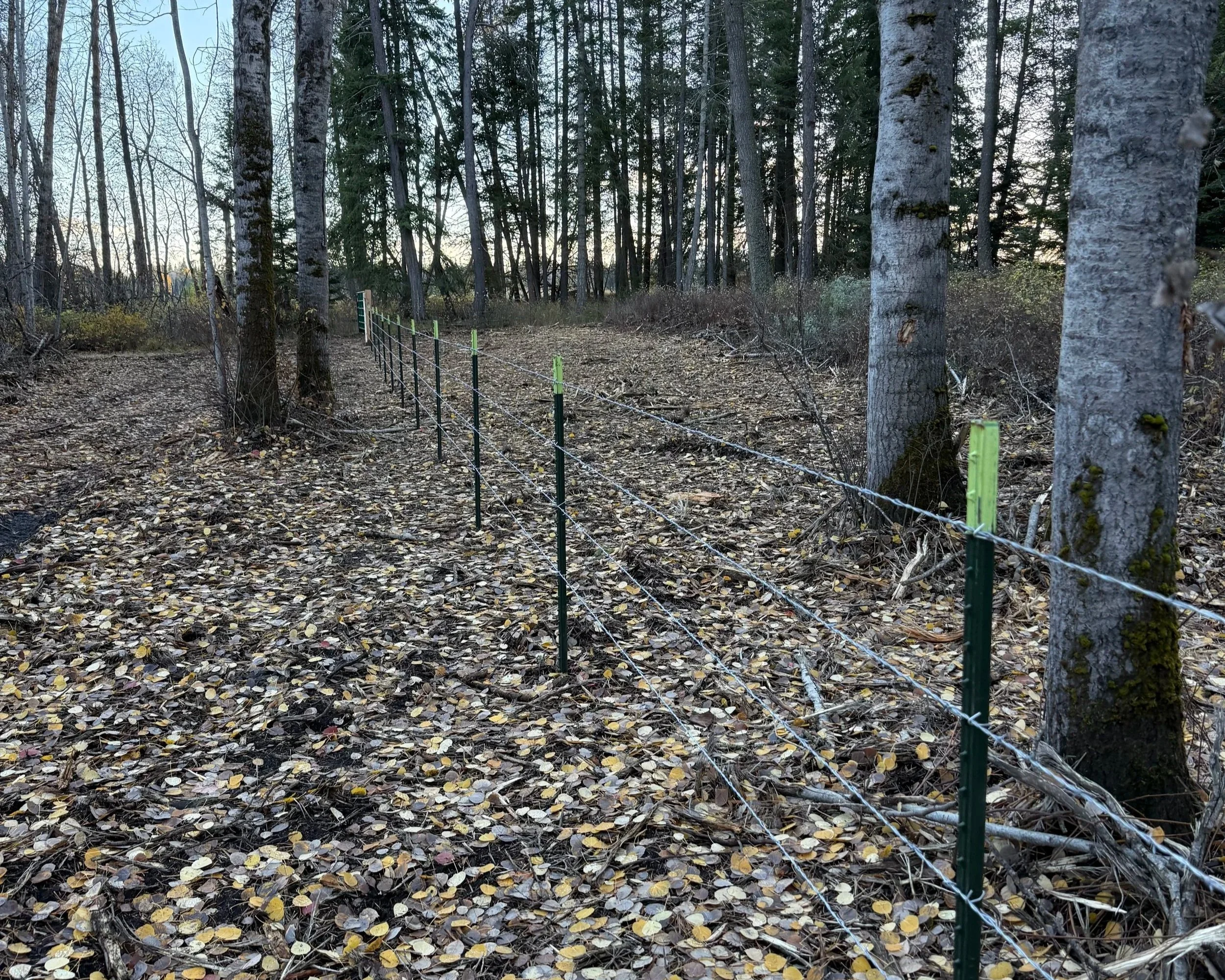 A dirt trail through a wooded forest area, with trees on both sides and a fence running alongside it, fallen leaves covering the ground.