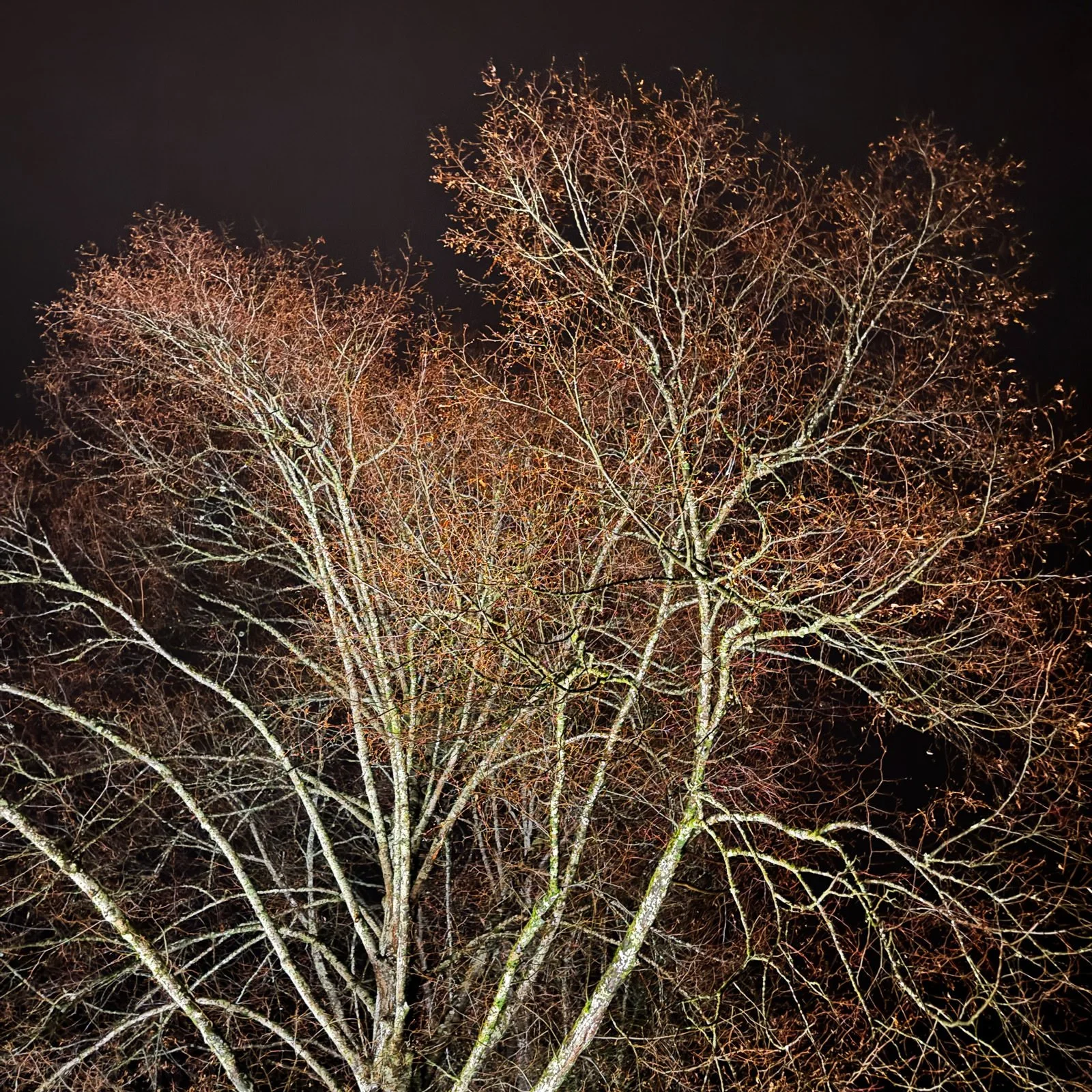 20260314-burgdorf-36-mike-flam-IMG_4260sq.jpg
