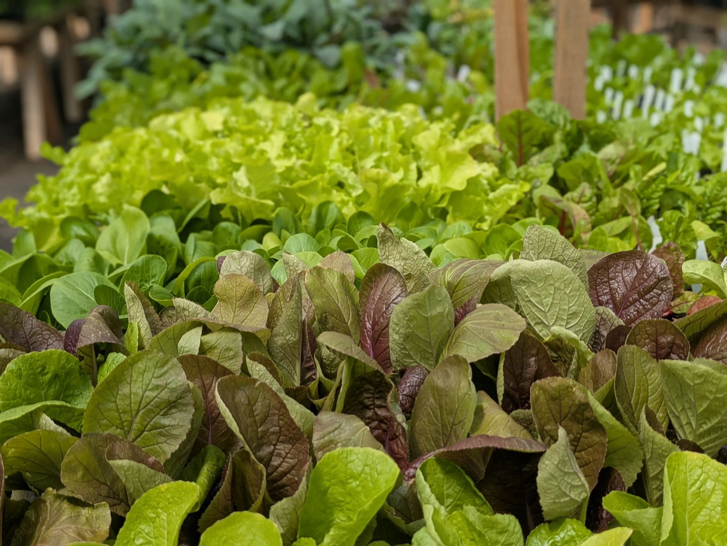 Cold-Hardy Plant Sale