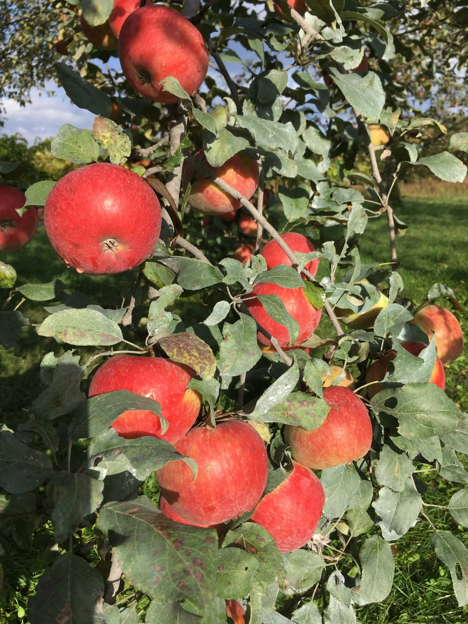 Workshop: Fruit Tree Pruning & Spring Care