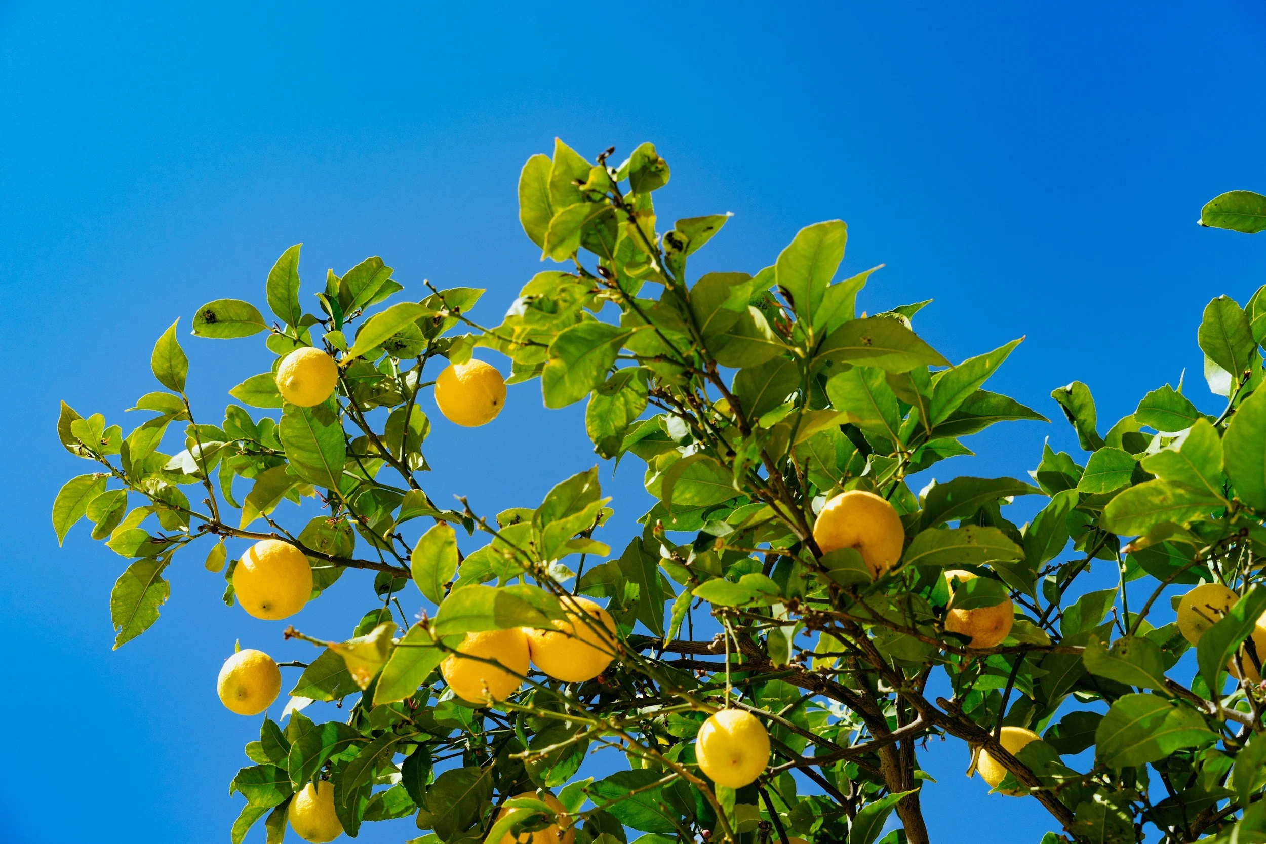 Making Lemonade