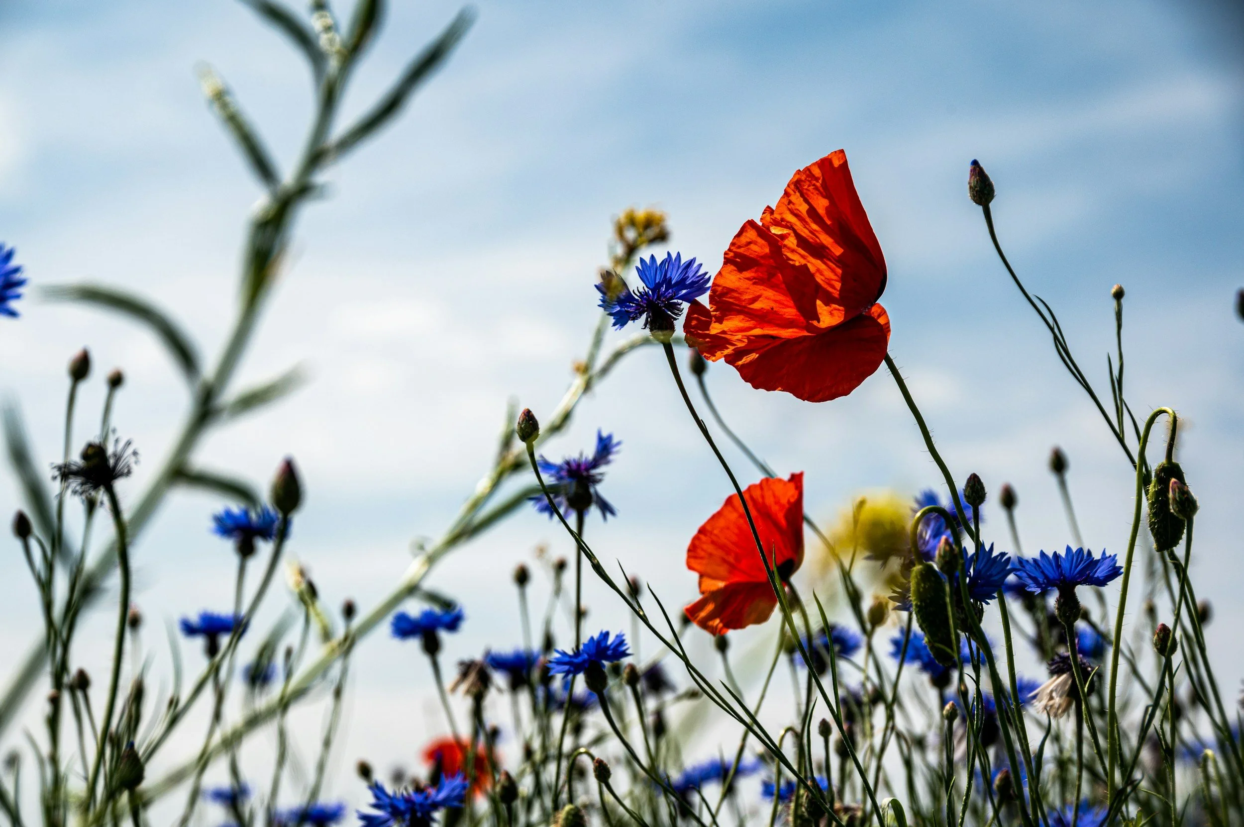 Diversity: An Overlooked Asset in Law Firms