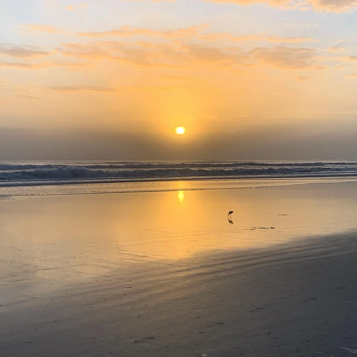 Sunrise over the ocean in New Smyrna Beach, Florida with a bird standing on the wet sand, reflecting the warm colors of the sky.