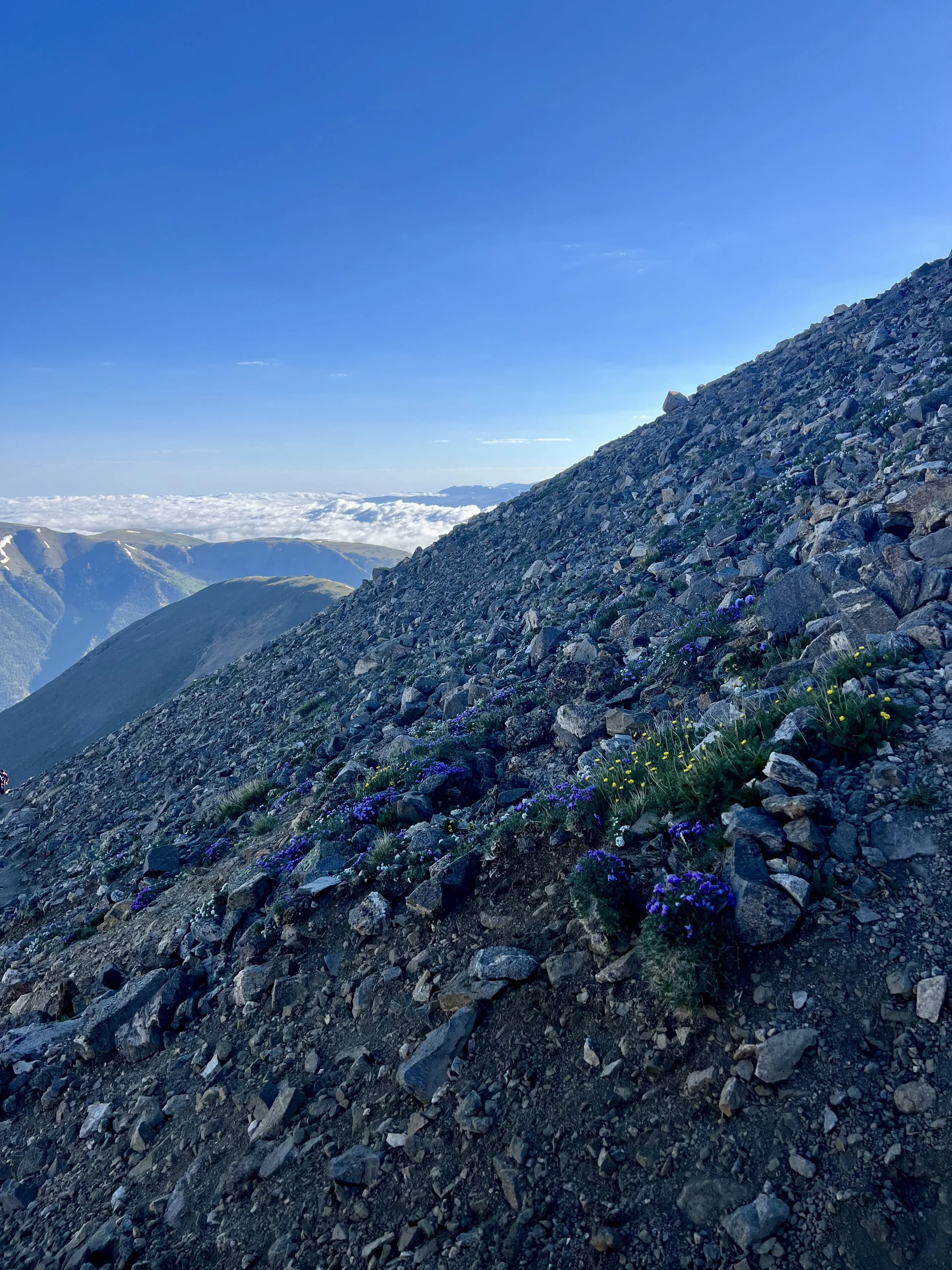 Colorado mountain slope covered with rocks and sparse wildflowers, overlooking a misty valley with mountains in the background and a clear blue sky.