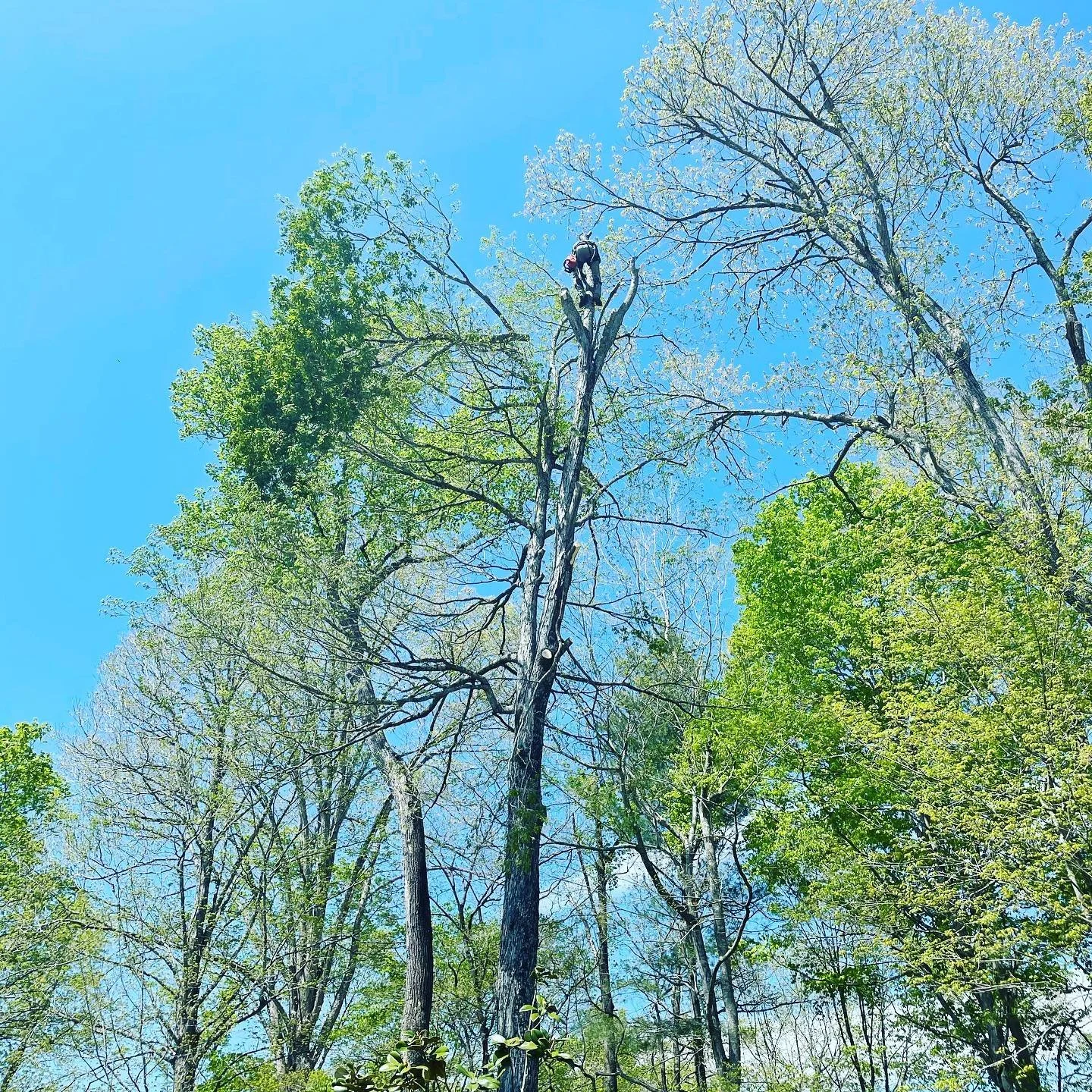 Arborist-A Tree Surgeon 🌳