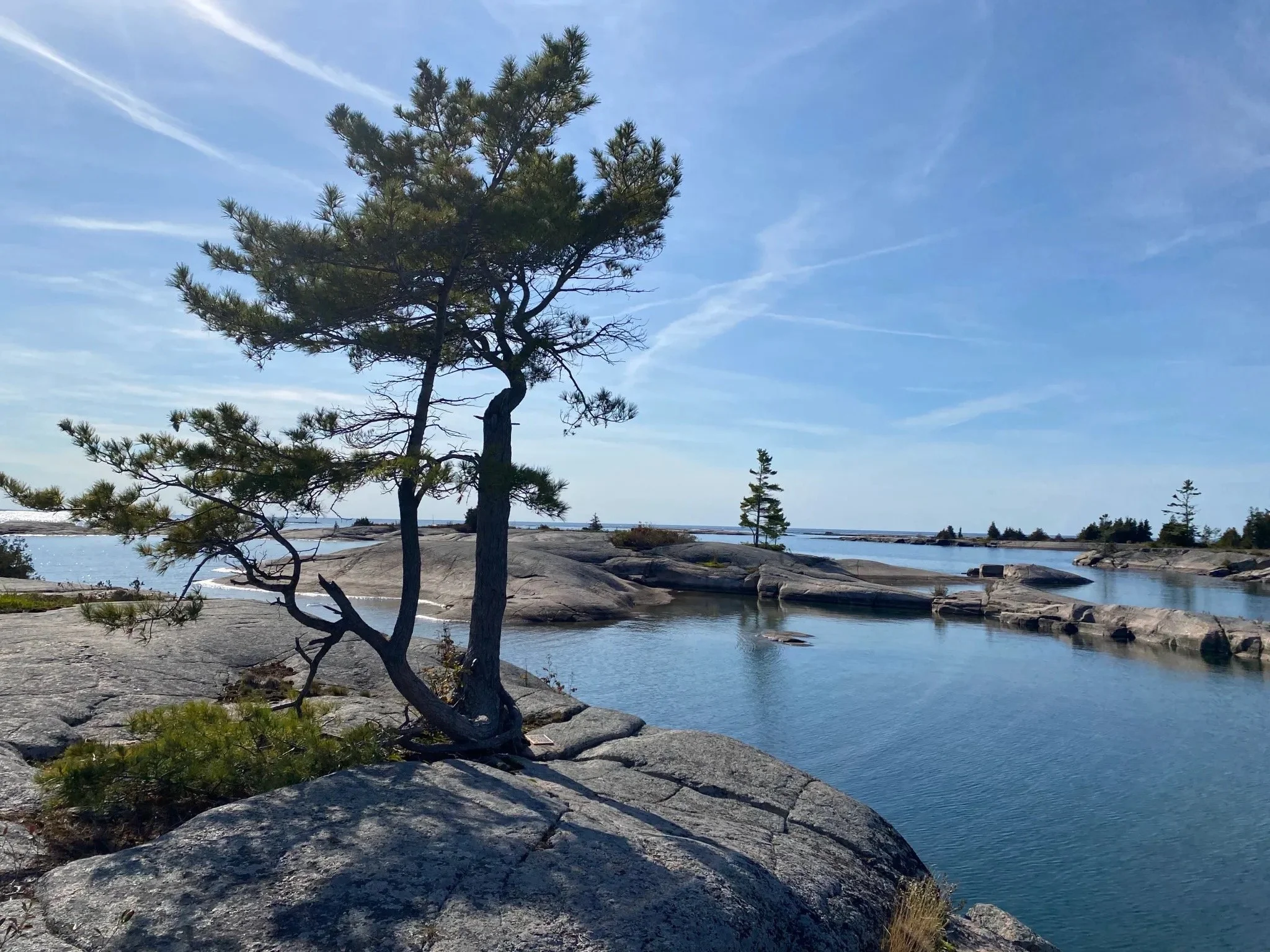 A coastal landscape with a small tree growing on a large rock in the foreground, calm water surrounding rocks, and a clear blue sky with some wispy clouds.