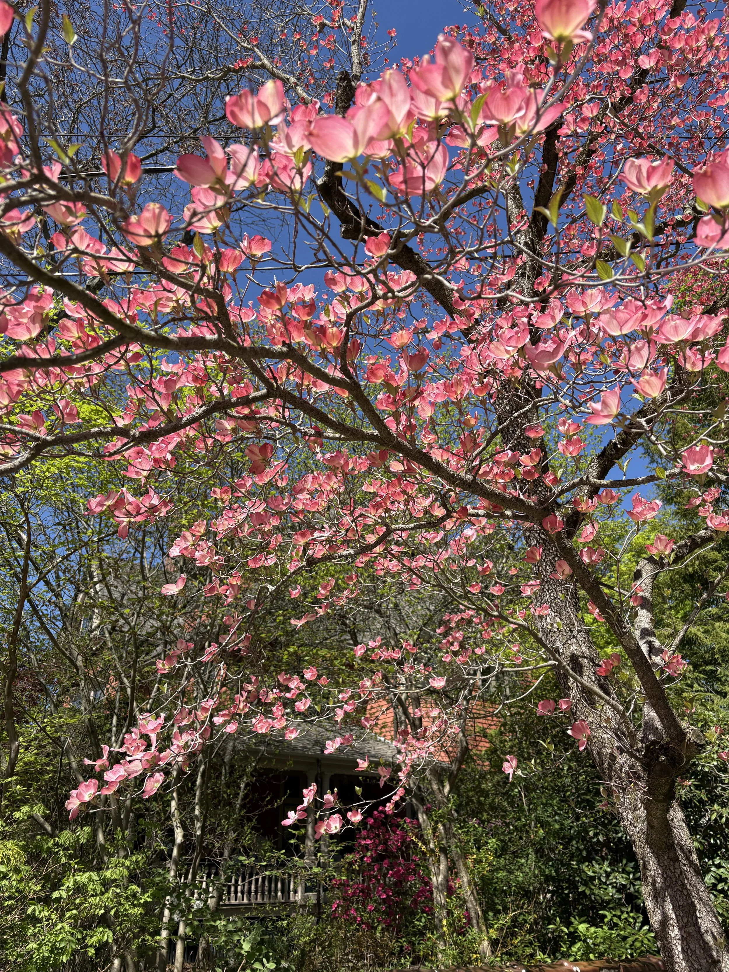 Dogwood in Spring Cambridge MA