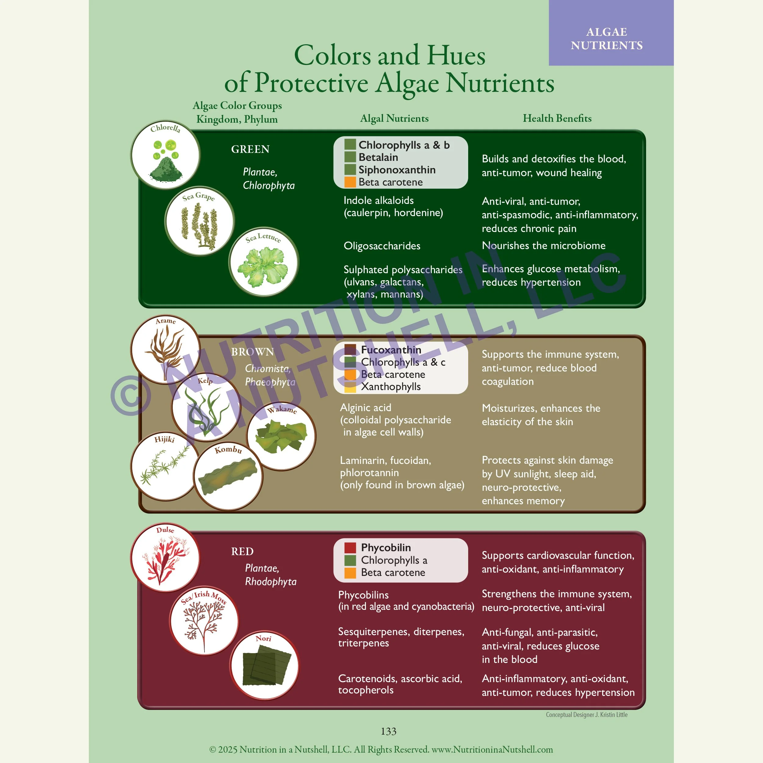 7_Nutrition in a Nutshell_FIVE_KINGDOMS_OF_LIFE_ALGAE.jpg