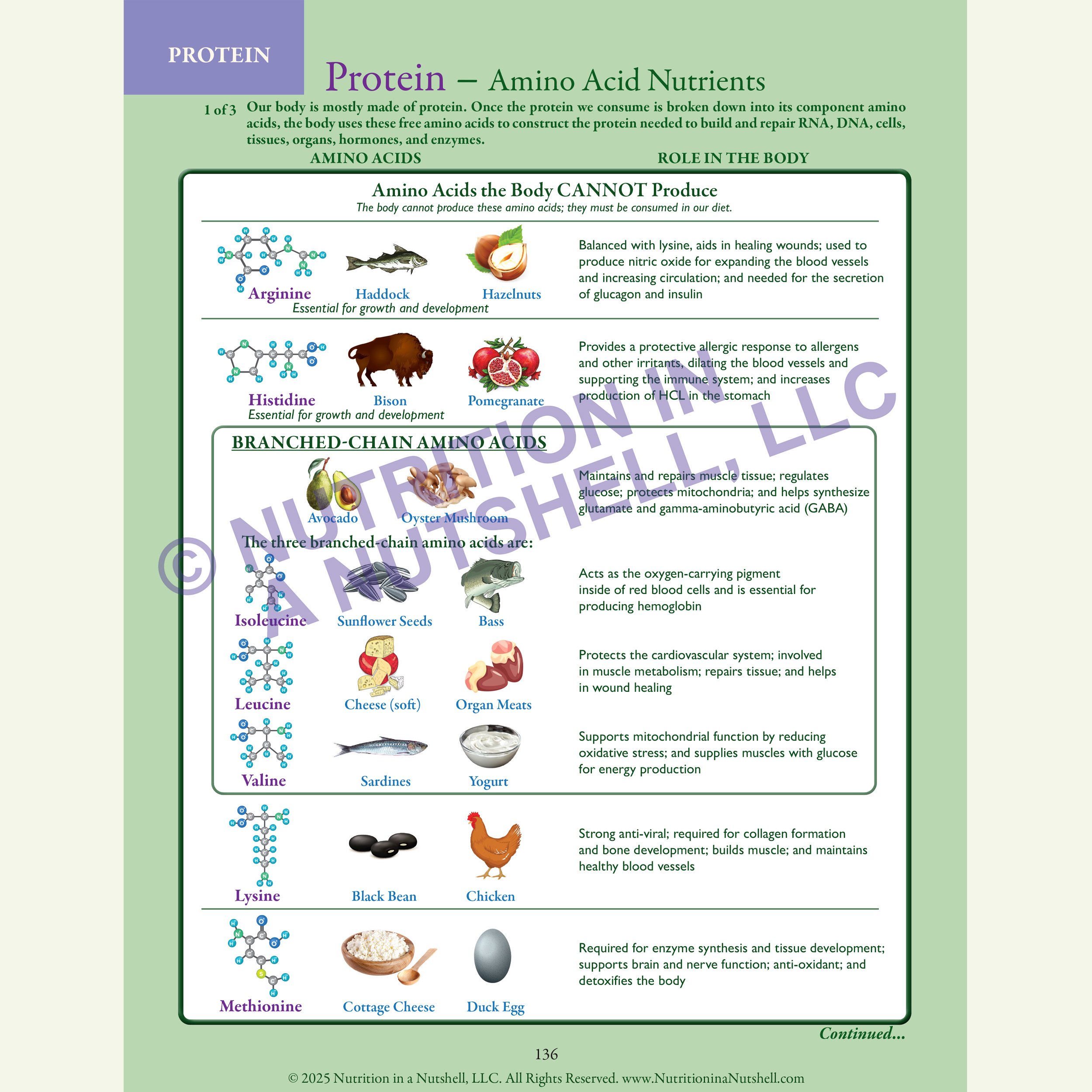 2_Nutrition in a Nutshell_ACROSS_ALL_THE_KINGDOMS_PROTEIN.jpg