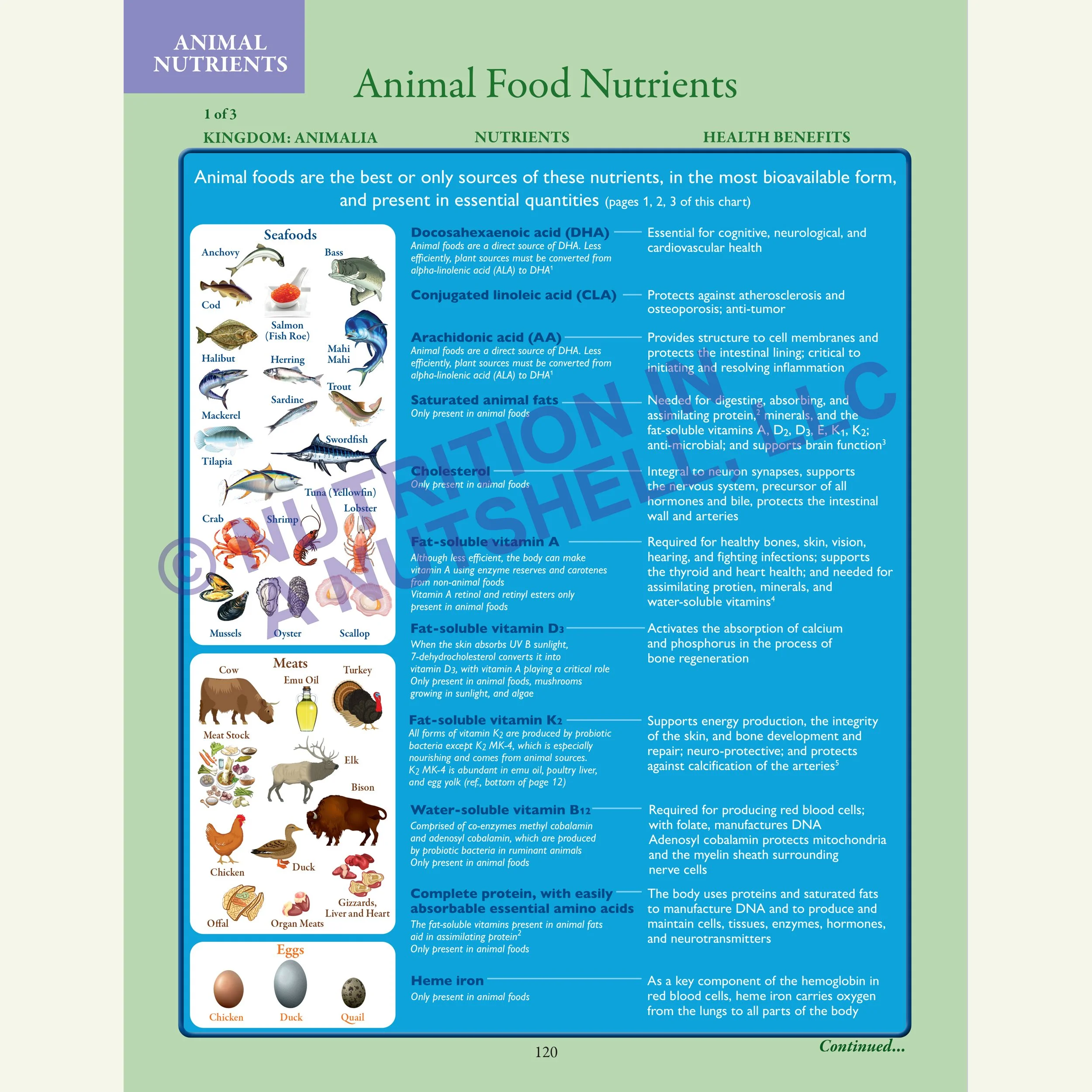 Nutrition in a Nutshell_FIVE_KINGDOMS_OF_LIFE2.jpg