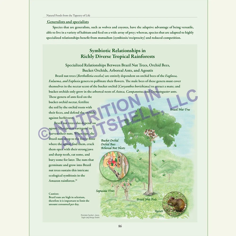 Natural_Foods_from_the_Tapestry_of_Life_Book_BRAZIL_NUT.jpg