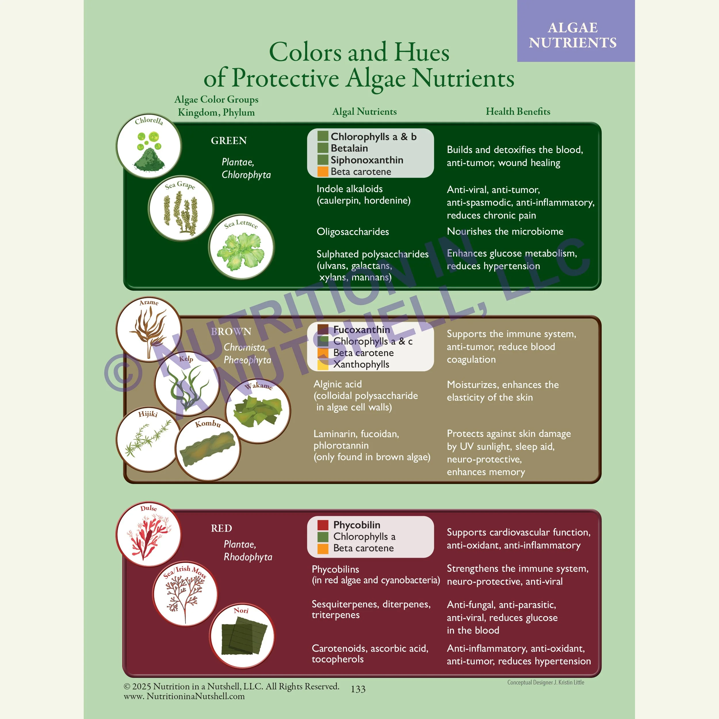 5_Nutrition in a Nutshell_FIVE_KINGDOMS_OF_LIFE_ALGAE.jpg