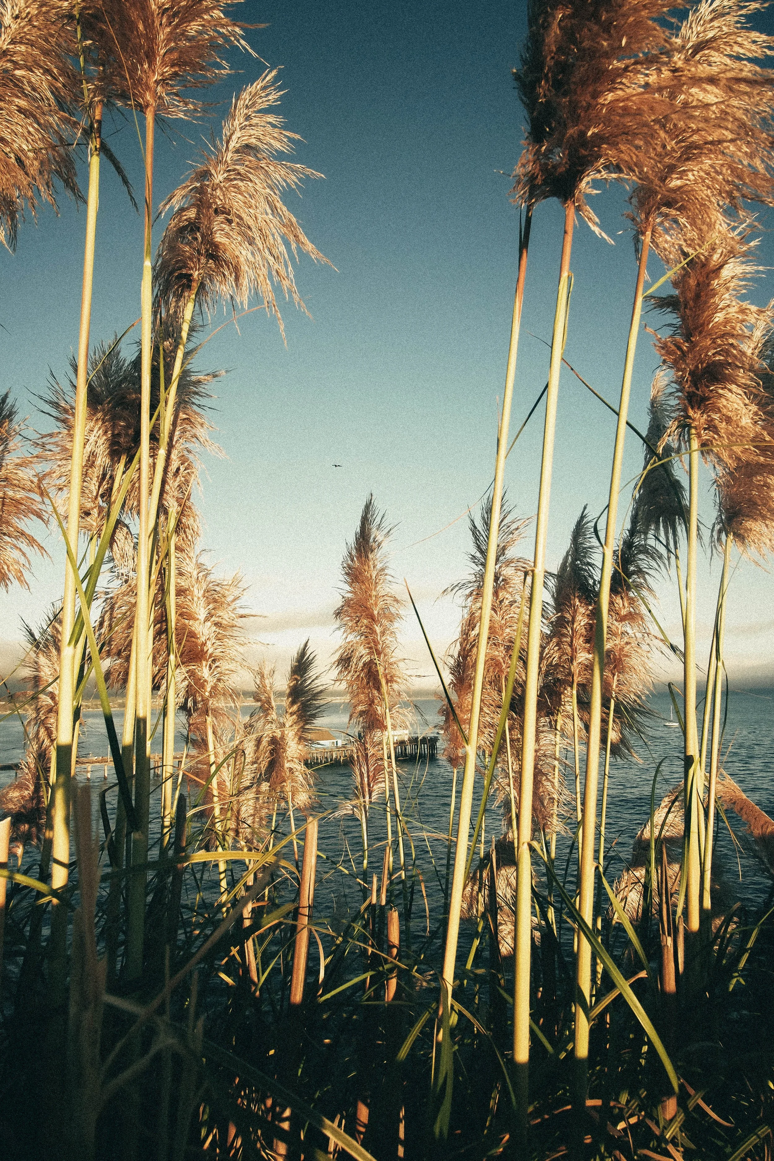 "Breezy" Print