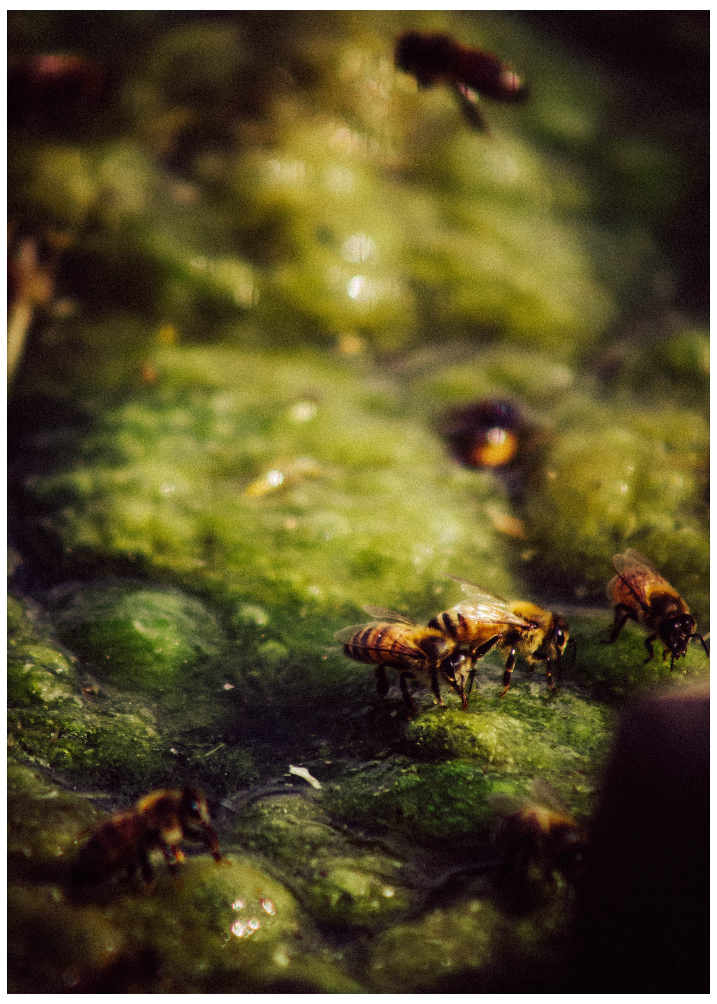 "Busy Bees" Print
