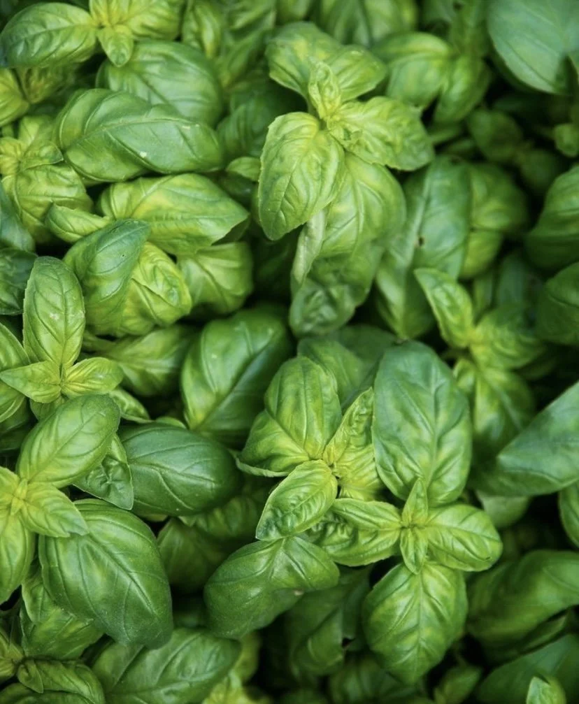Basil oil