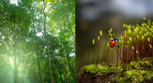 Biodiversity credits vs carbon credits: The key differences