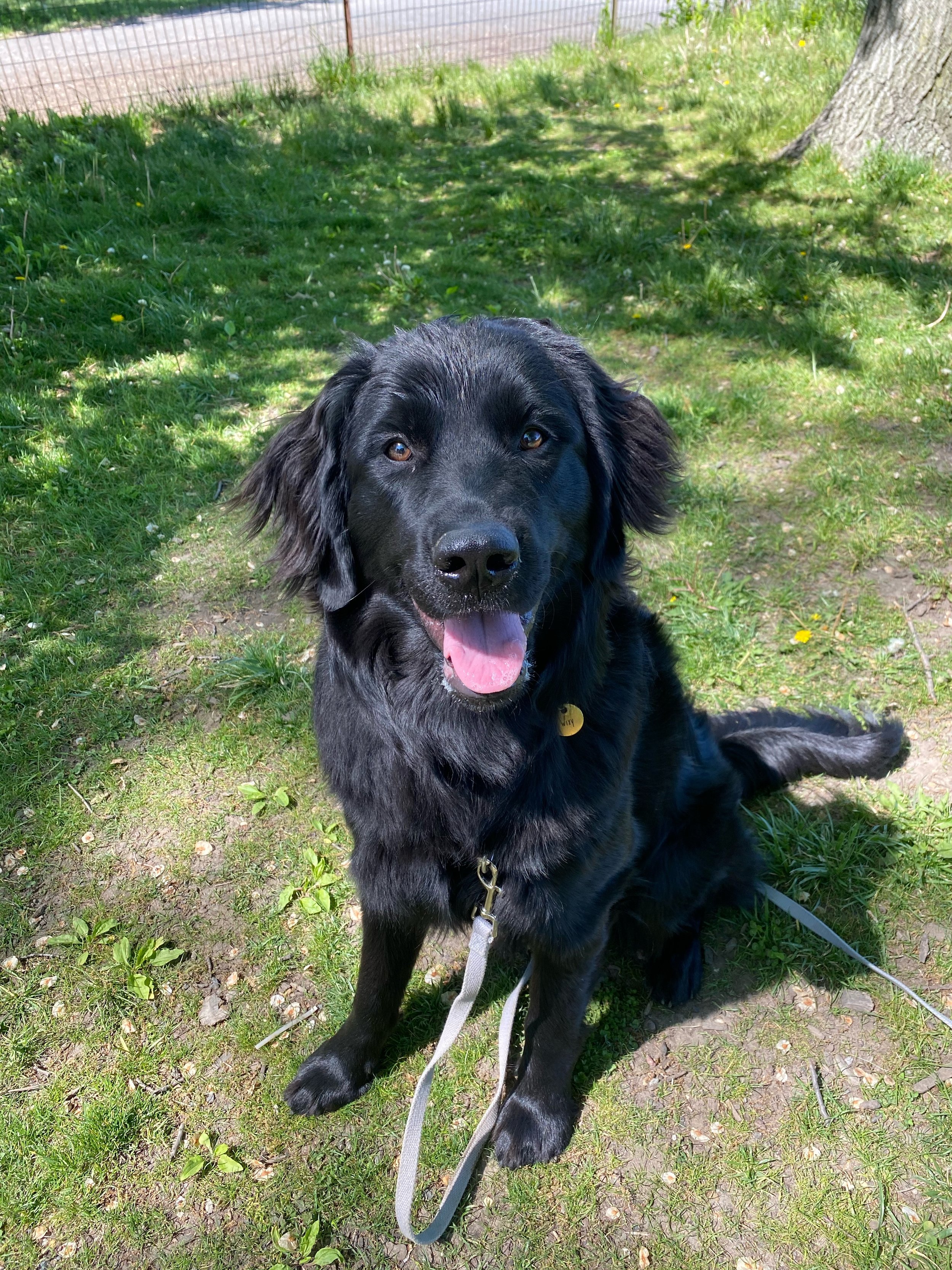 A black dog with floppy ears and a pink tongue sitting on grass in a park with a tree and a fence in the background.