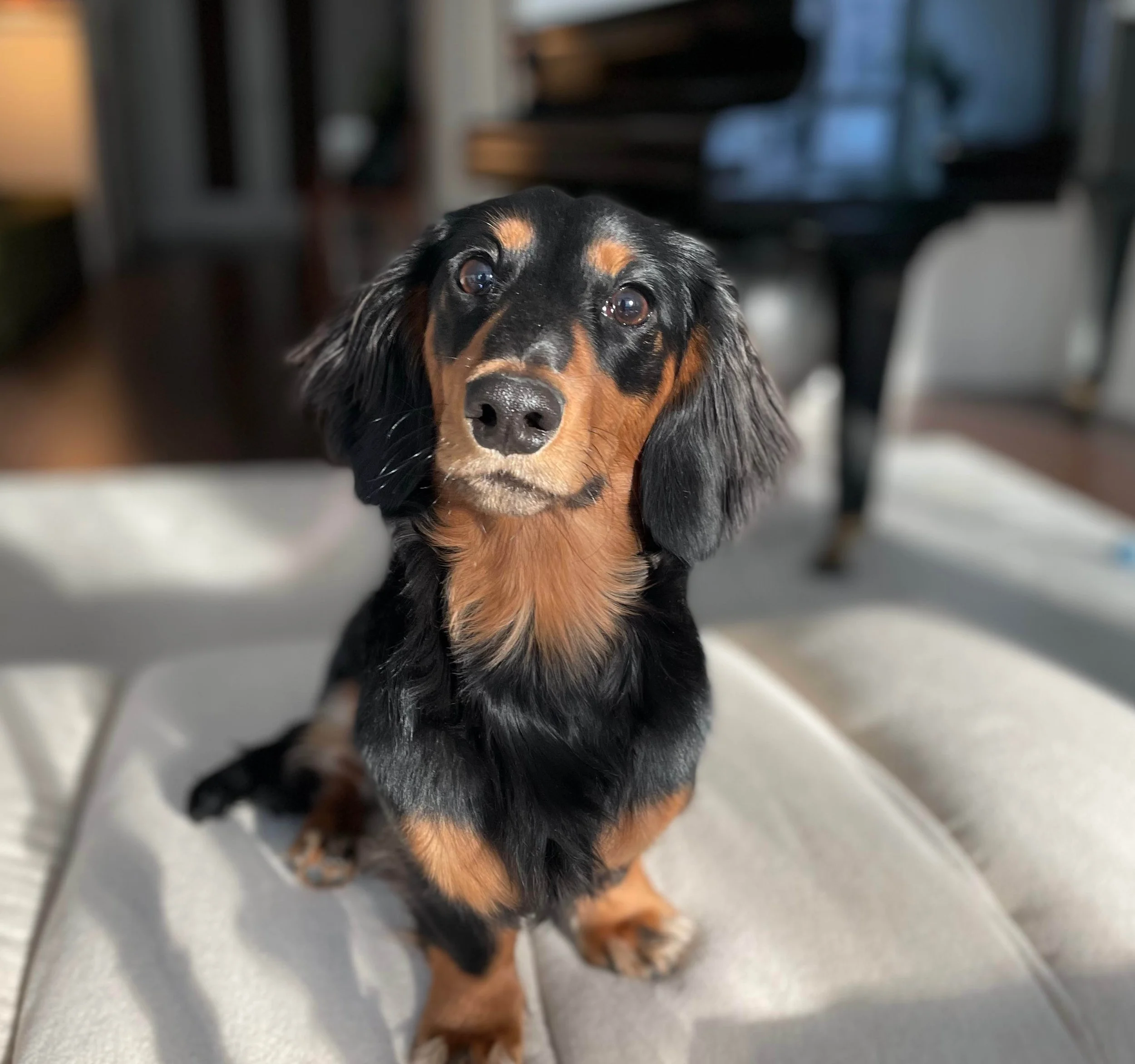 A close-up of a black and tan long-haired dachshund puppy looking directly into the camera indoors.