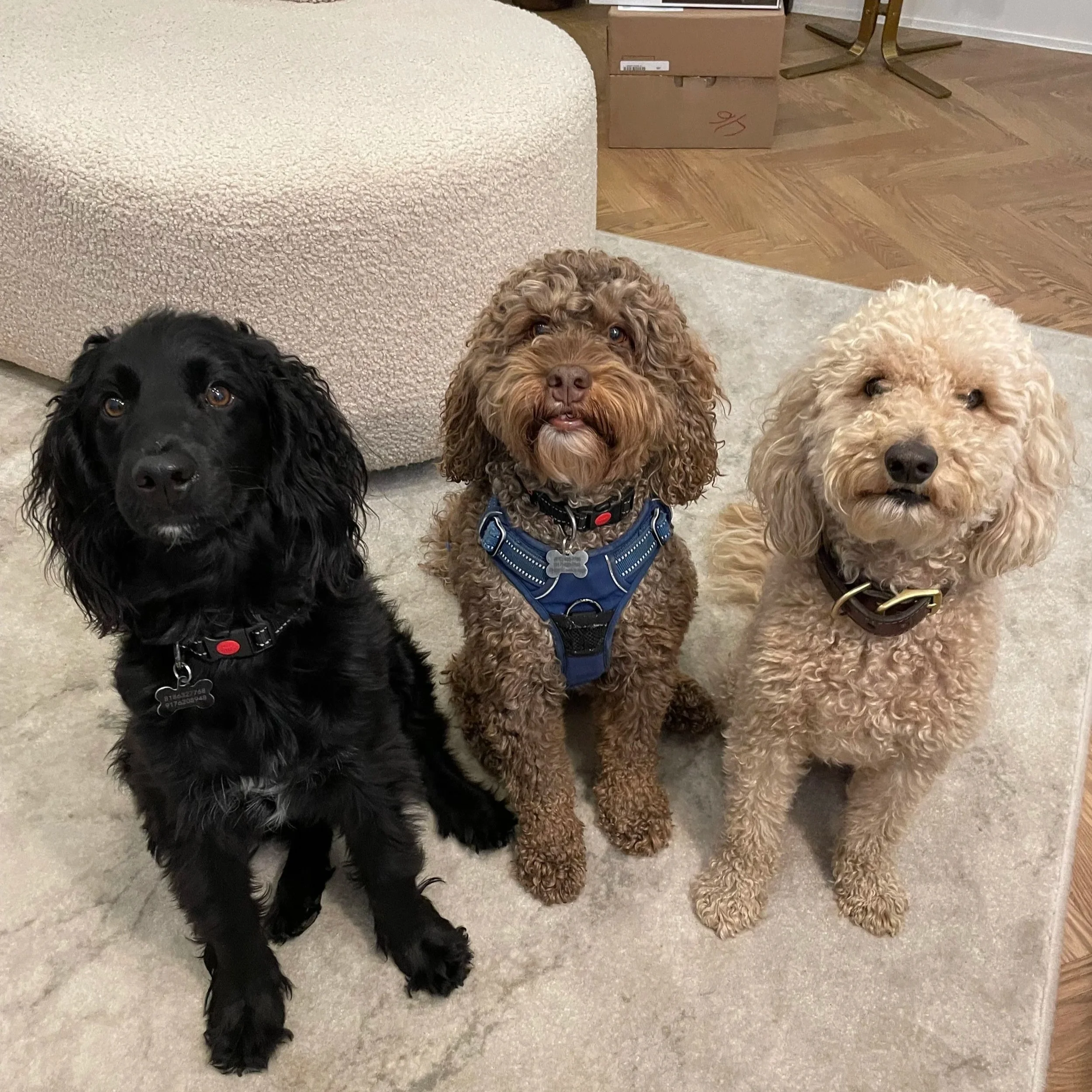 Three dogs sitting on a carpeted floor in a room with wooden floors and cardboard boxes in the background. The first dog is black with long ears, the second dog is brown with curly fur, and the third dog is light-colored with curly fur. All three are looking toward the camera.