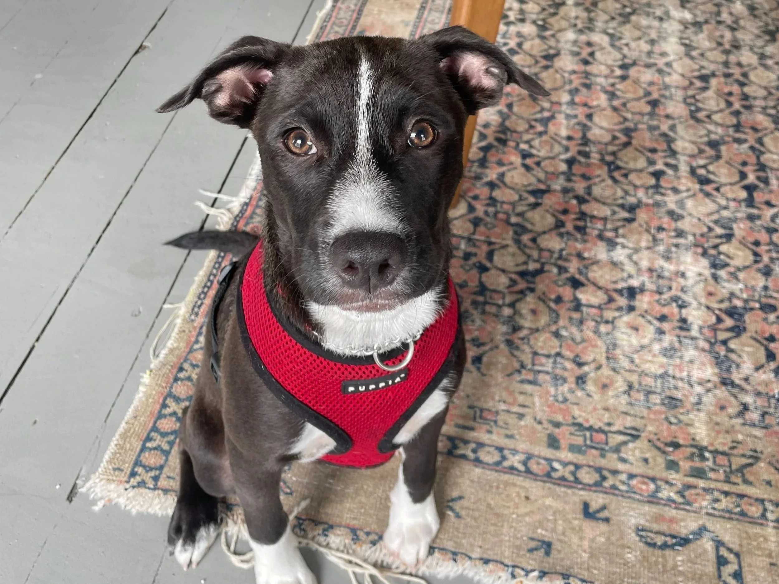 A black and white puppy with brown eyes is sitting on a patterned rug. The puppy is looking up at the camera and wearing a red harness.
