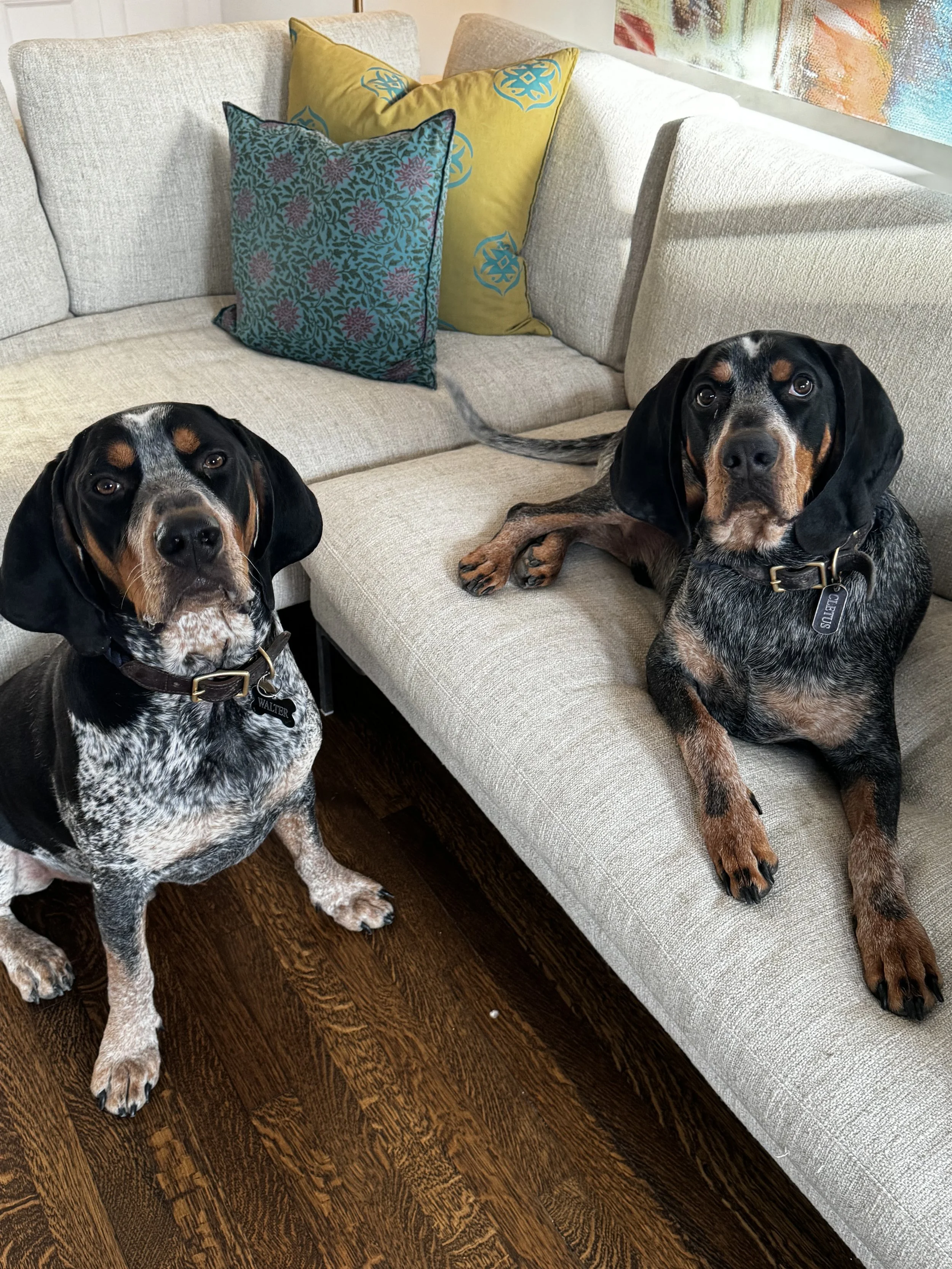 Two dogs sitting in a living room, one on the floor and one on a sofa. The sofa has two colorful pillows, one striped and one patterned, and a large abstract painting on the wall.