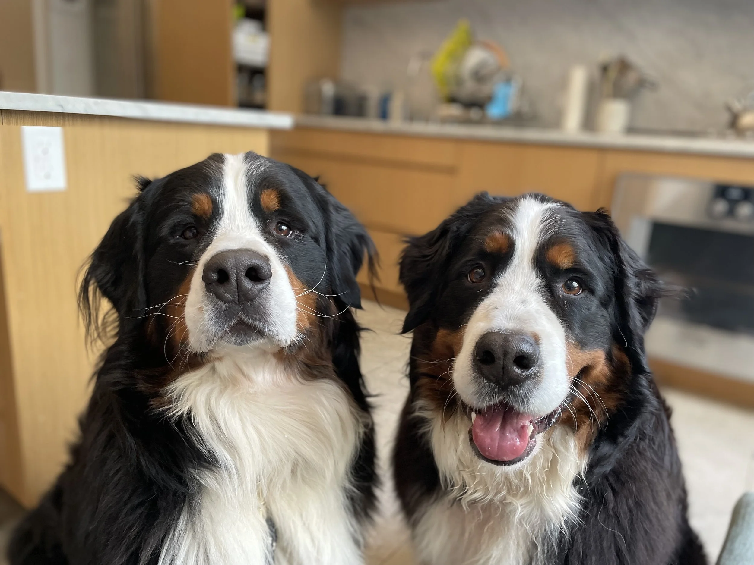 Two Bernese Mountain Dogs sitting indoors, close up of their faces, with a kitchen in the background.