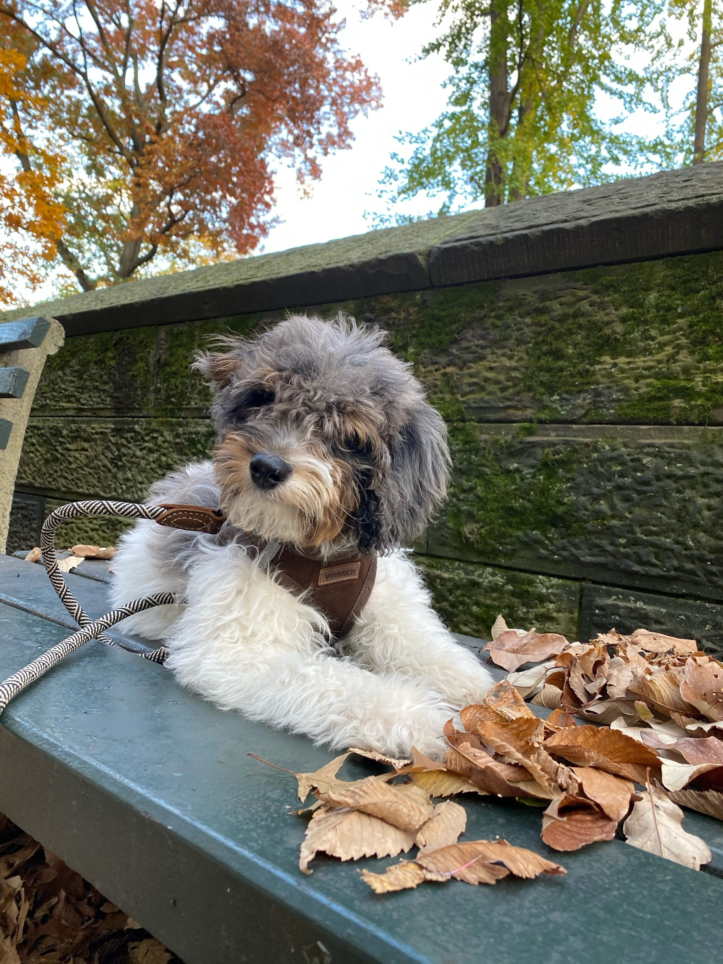 A fluffy, curly-haired dog sitting on a blue park bench in autumn, surrounded by dry leaves, with colorful fall trees in the background.