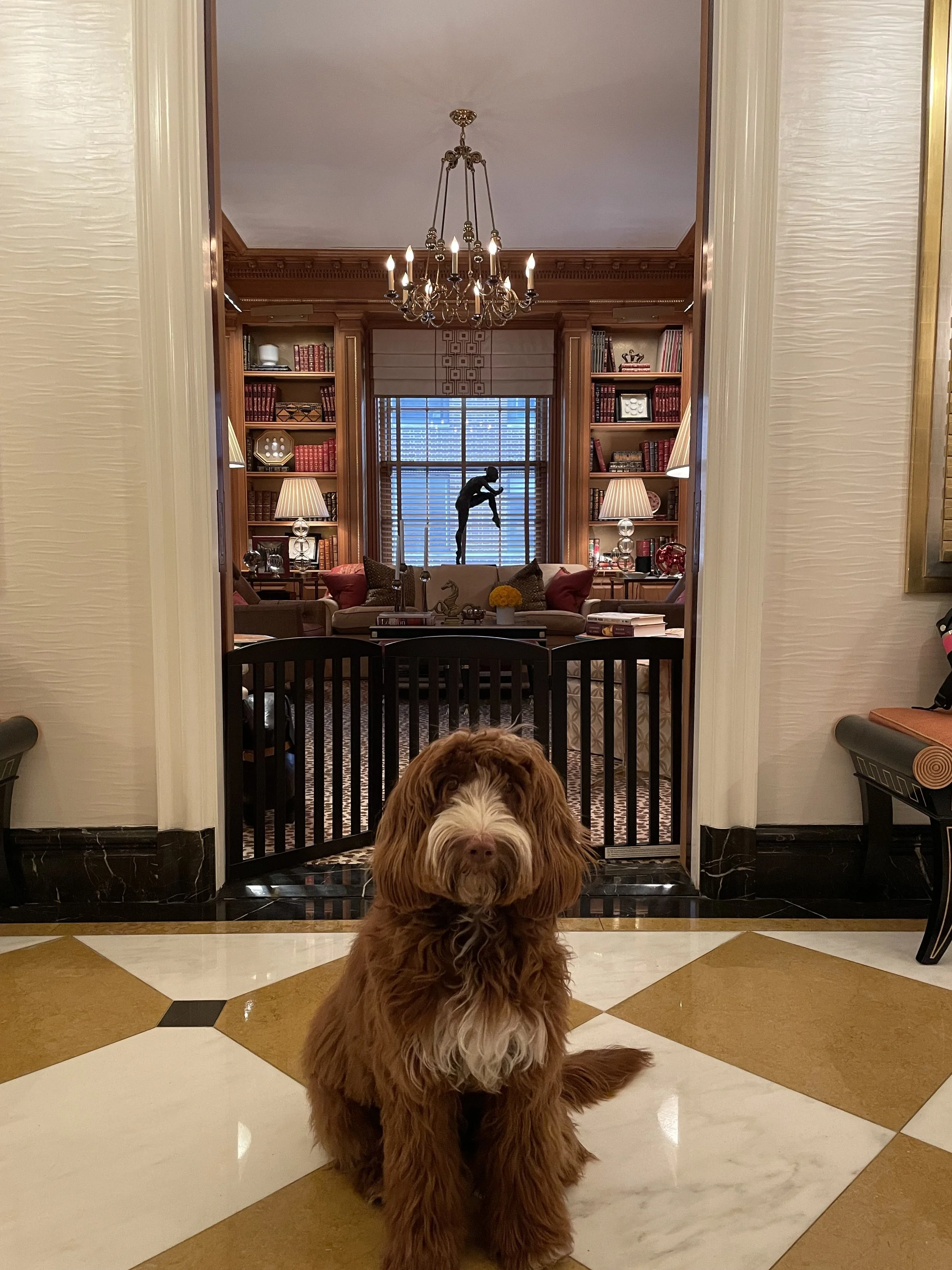 A brown and white dog sitting on a marble floor in front of a doorway, with a view into a study or library with bookshelves, lamps, and a window in the background.
