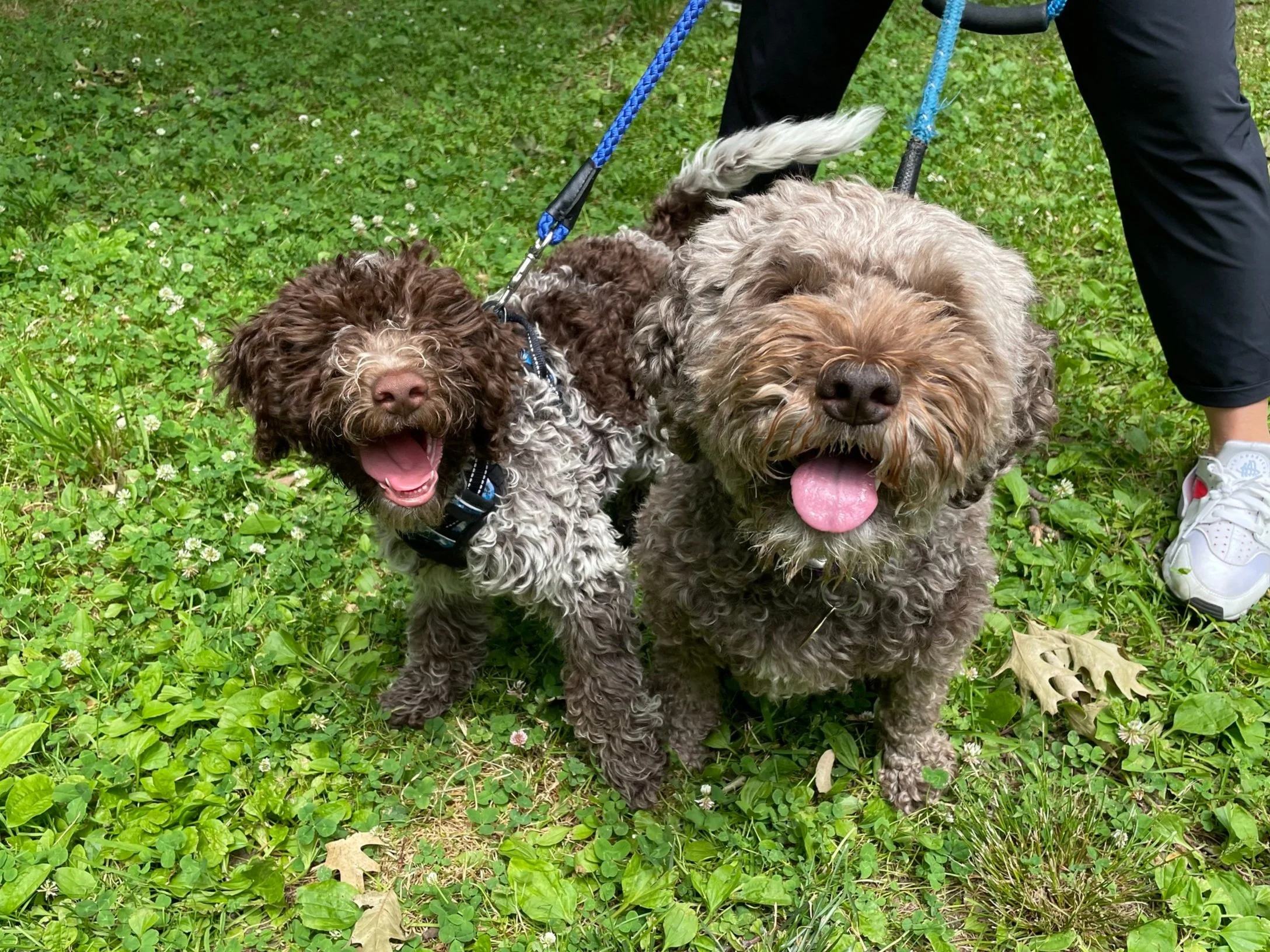 Two fluffy dogs, one brown and the other gray, being walked on leashes through a green, leafy area. An artist's legs and white sneakers are partially visible on the right side of the image.