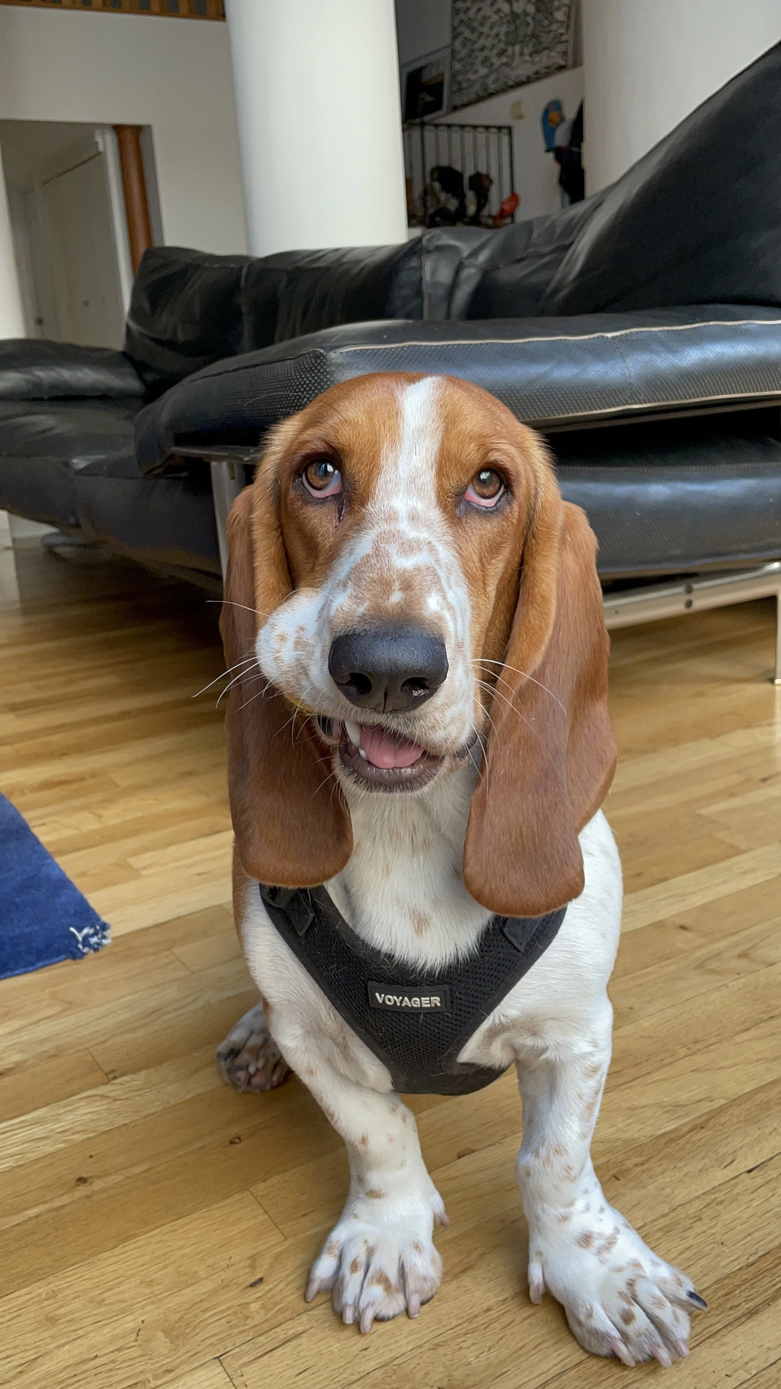 A beagle dog with long ears and a black harness sitting on a wooden floor, looking up at the camera. In the background, there is a black sofa and some household items.