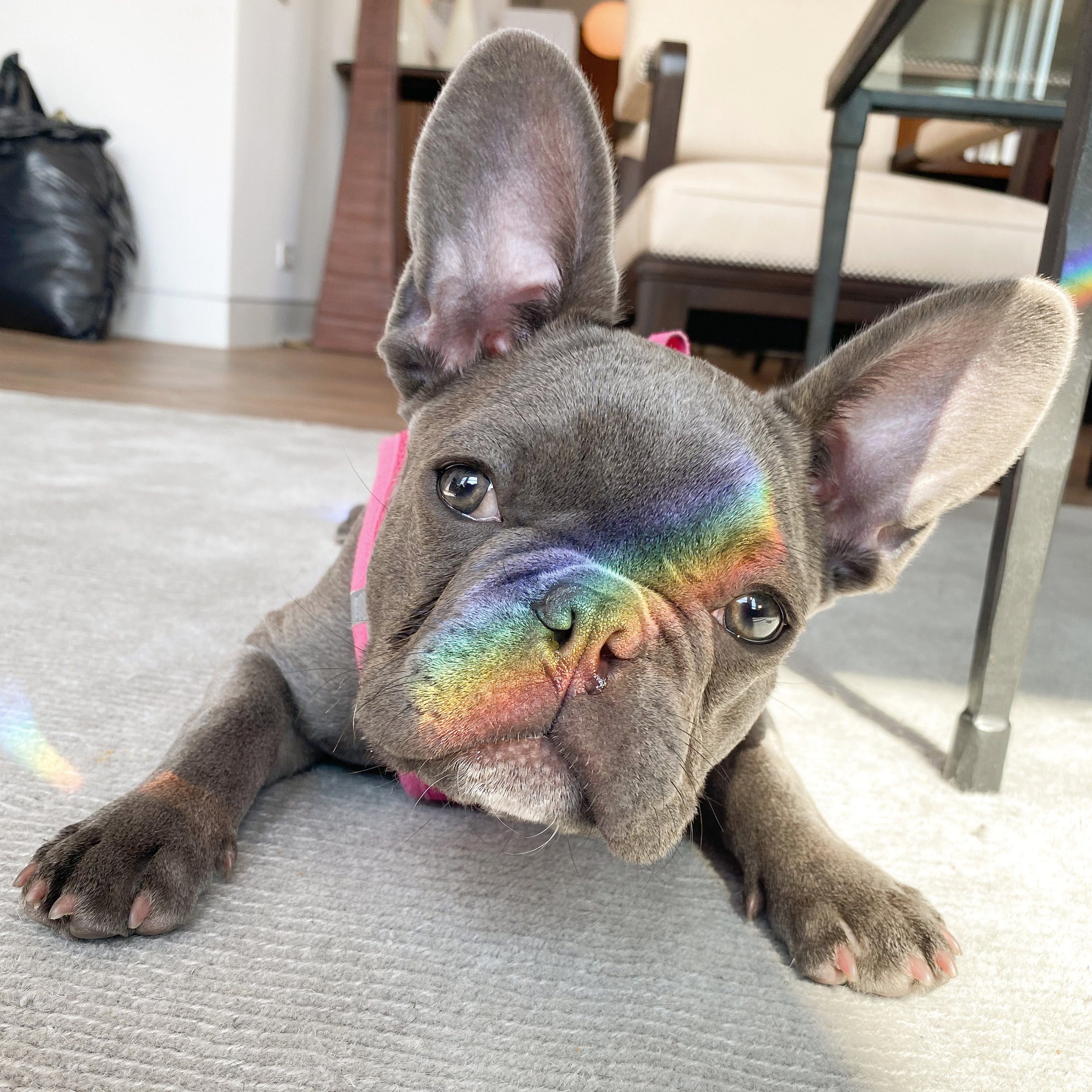 Close-up of a small dog with large ears lying on a gray carpet, with a rainbow reflection on its face, inside a room with furniture in the background.