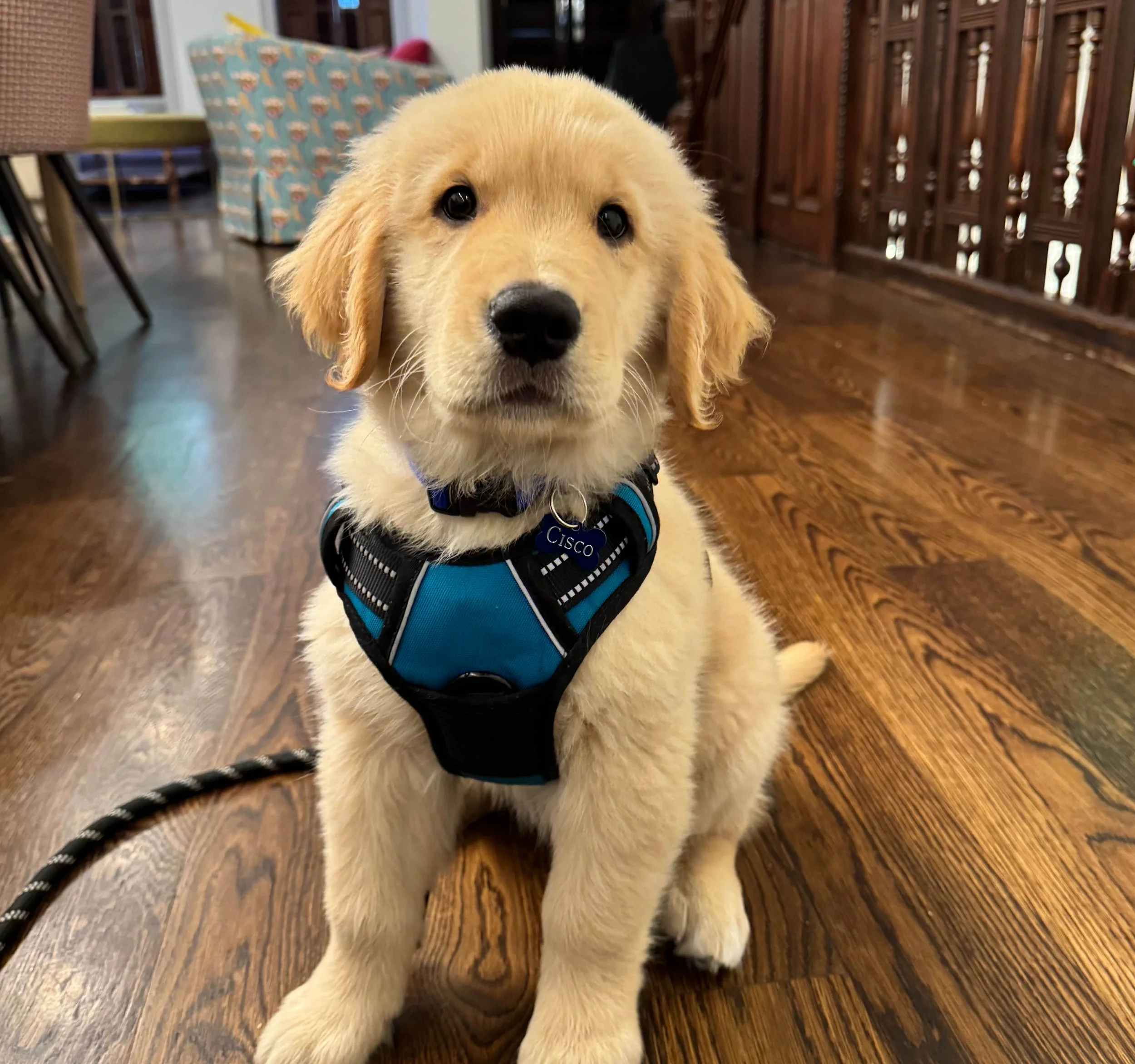 A yellow Labrador Retriever puppy sitting indoors on a hardwood floor, wearing a blue harness with the name tag 'Cisco.'