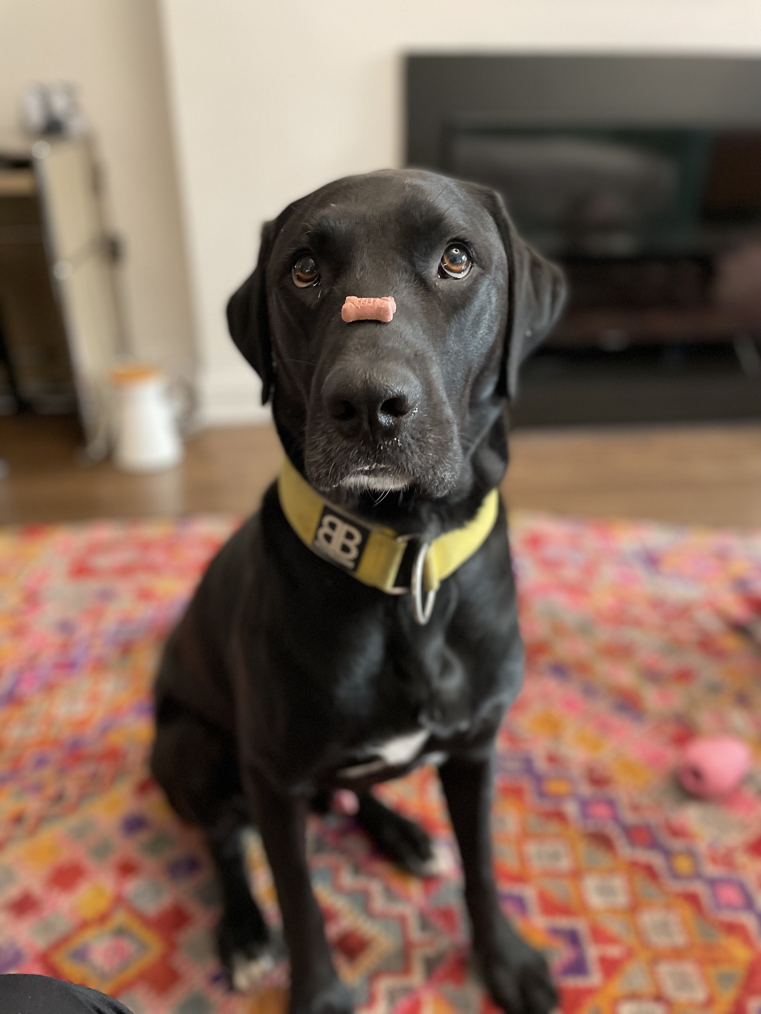 Close-up of a black dog with brown eyes, wearing a yellow collar, sitting on a colorful patterned rug in a living room.