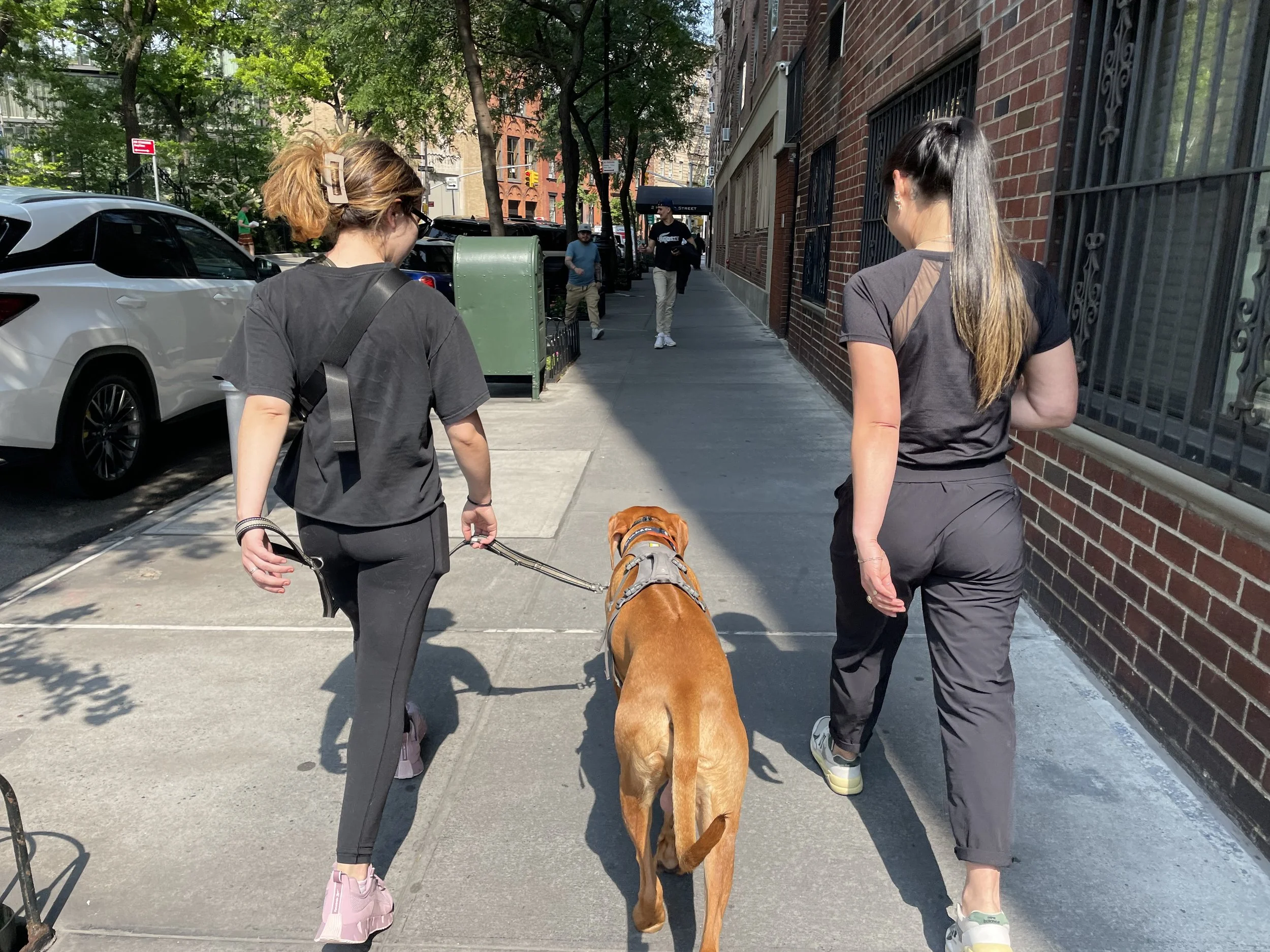 Two women walking a dog on a city sidewalk with a brick building on the side and trees overhead.