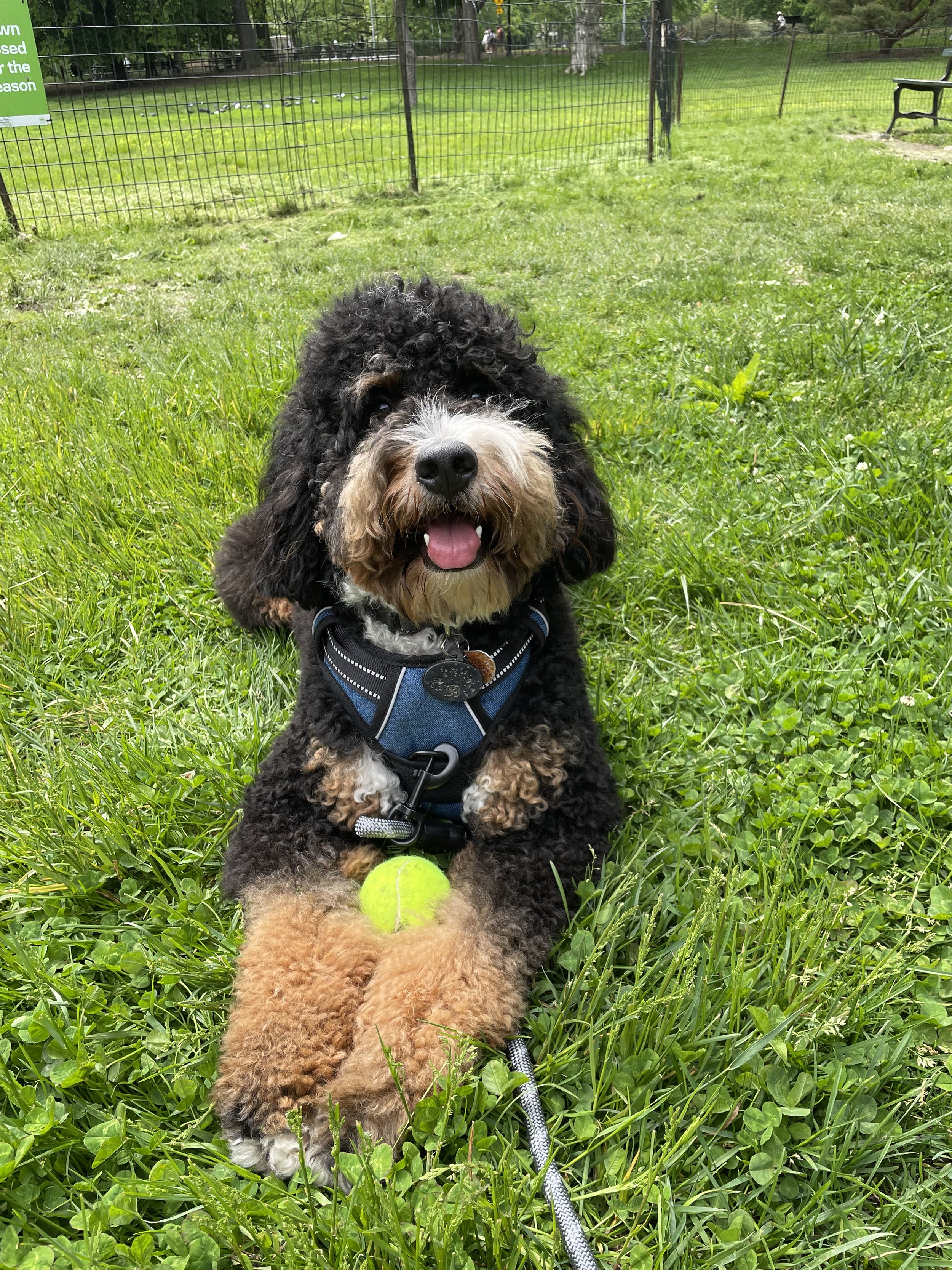 A black and brown curly-haired dog sitting on green grass in a park with a yellow tennis ball in front of it, and another brown dog with its back turned lying nearby. The black and brown dog is wearing a harness and looking at the camera with its tongue out. The park is enclosed by a black metal fence and has benches and trees.