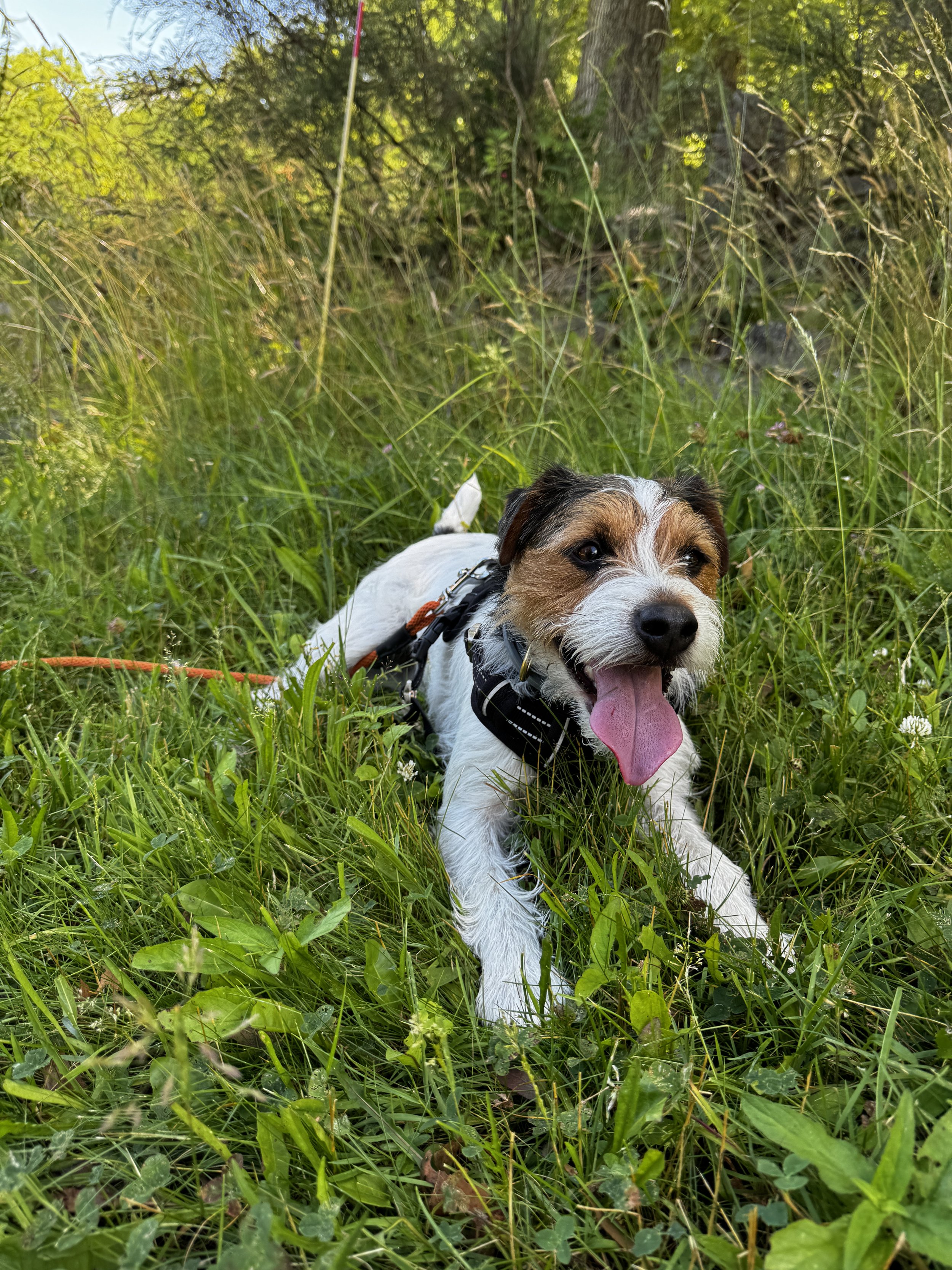 A happy dog lying in tall green grass with a leash, tongue out, and surrounded by wildflowers and trees in a sunny outdoor setting.