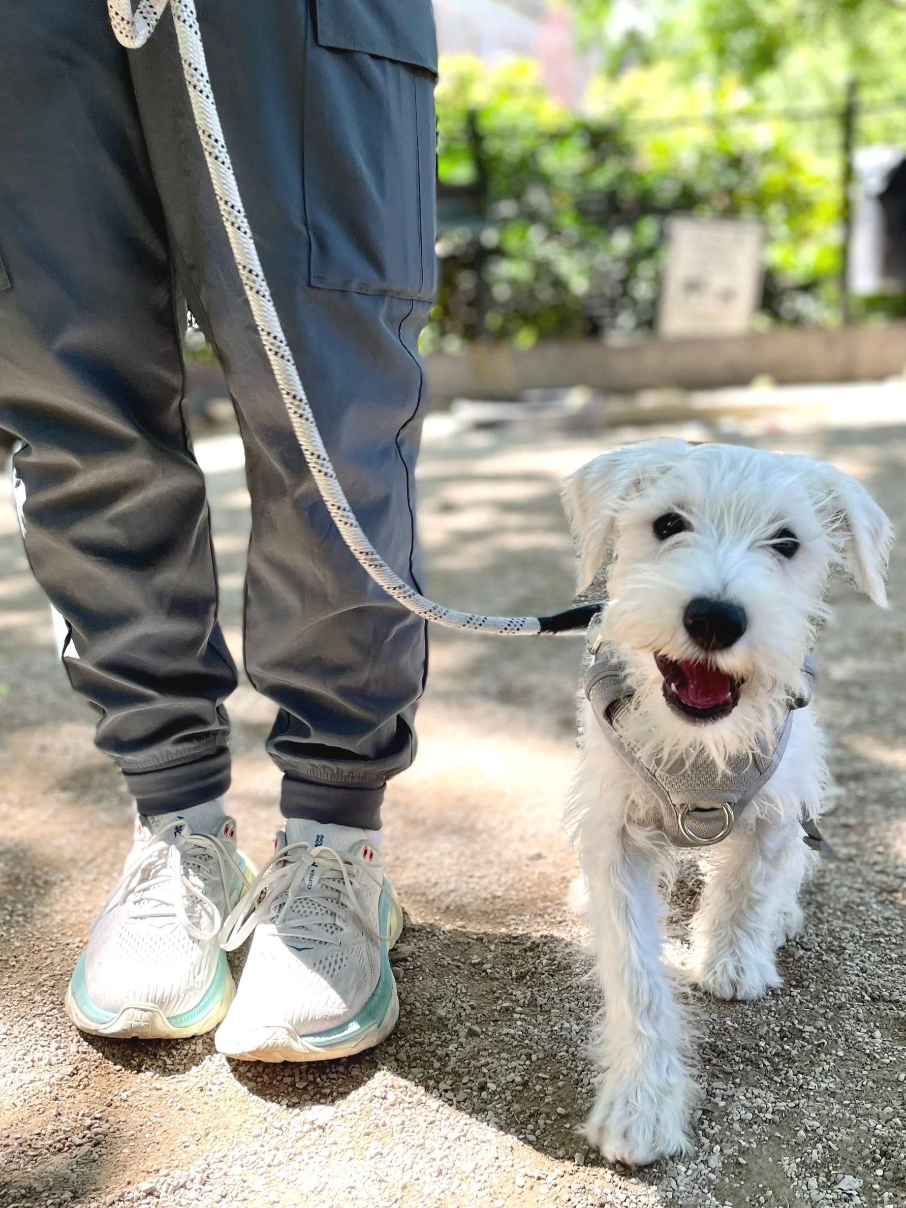 Close-up of a person wearing black pants with a white patterned stripe, white sneakers, standing next to a small, white, fluffy dog with a harness, on a gravel path outdoors with greenery in the background.