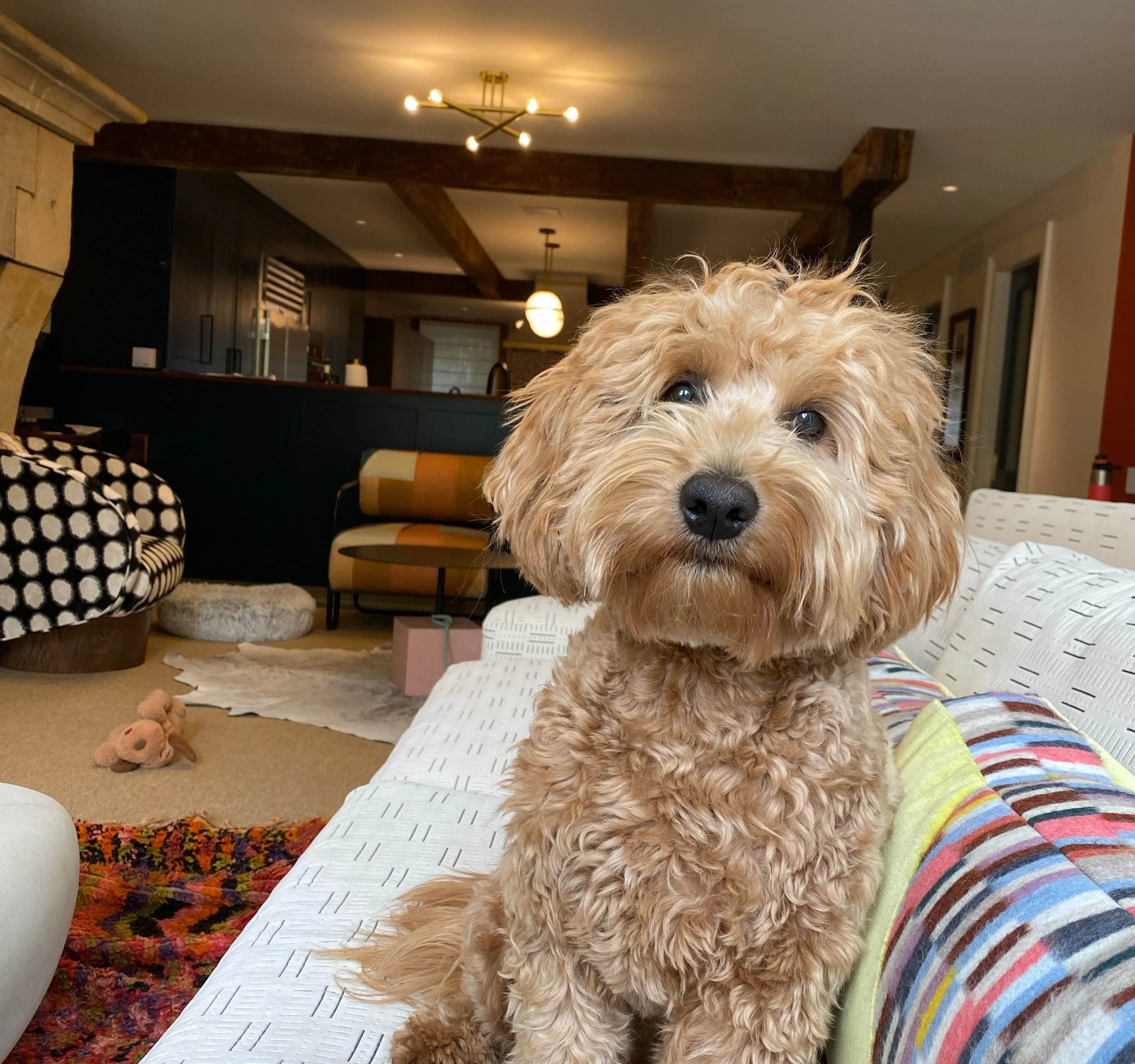 Close-up of a curly, light-colored dog sitting on a patterned blanket in a cozy living room.