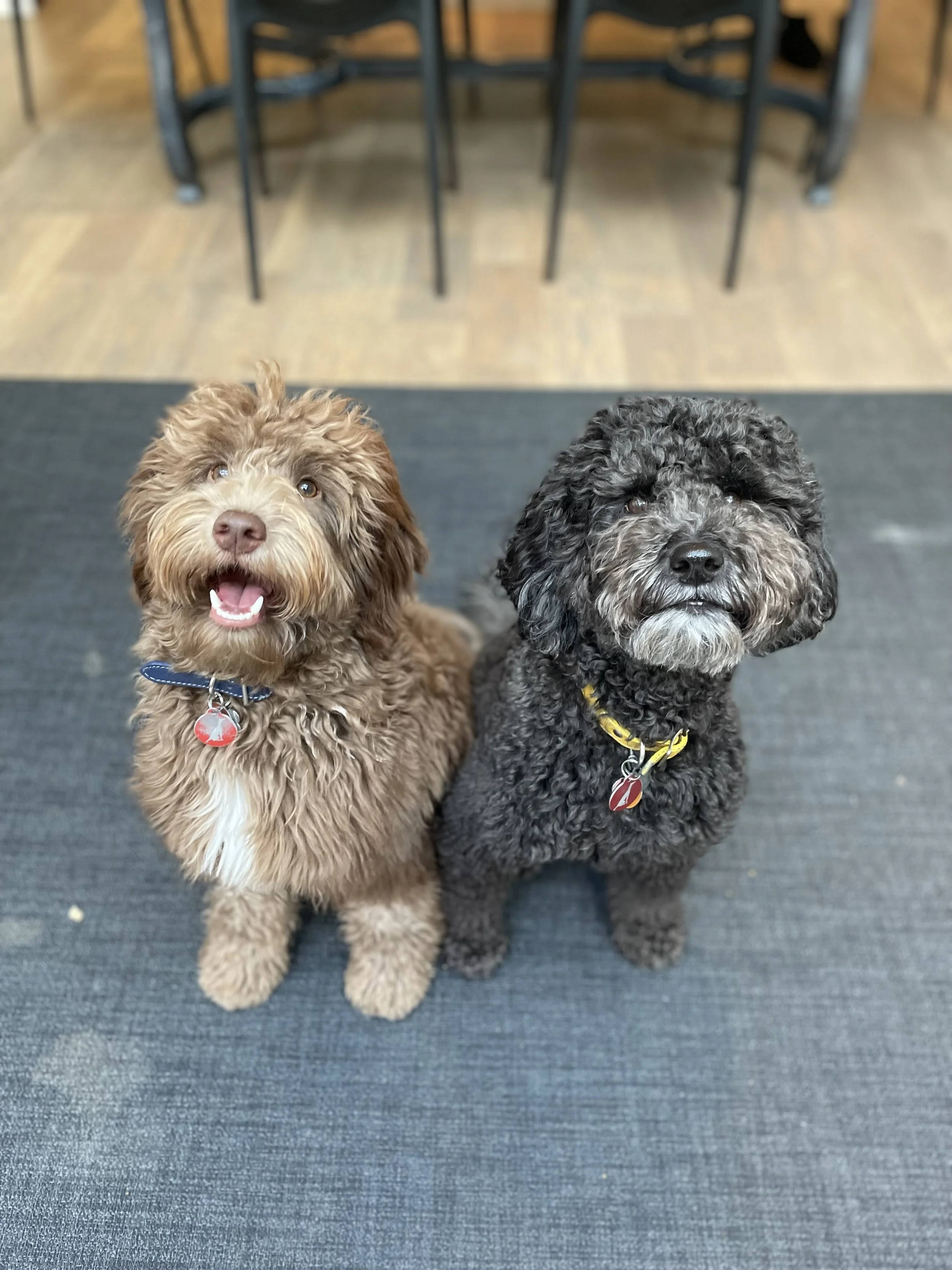 Two adorable Labradoodle puppies sitting on a black mat indoors, one with curly brown fur and the other with curly black fur, both wearing colored collars and tags.