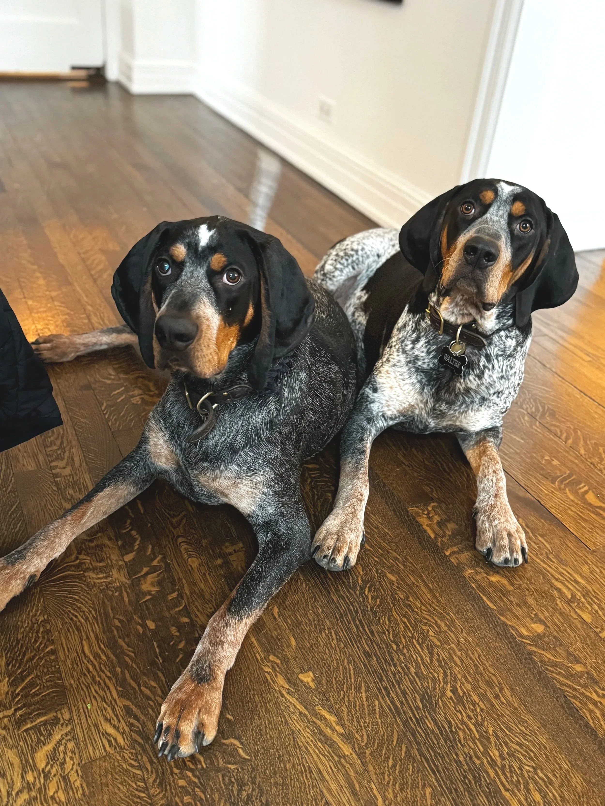 Two black and white speckled dogs with tan markings on a hardwood floor, looking up at the camera. Both dogs have floppy ears and are wearing black collars, one with a dog tag that says 'Walter'.