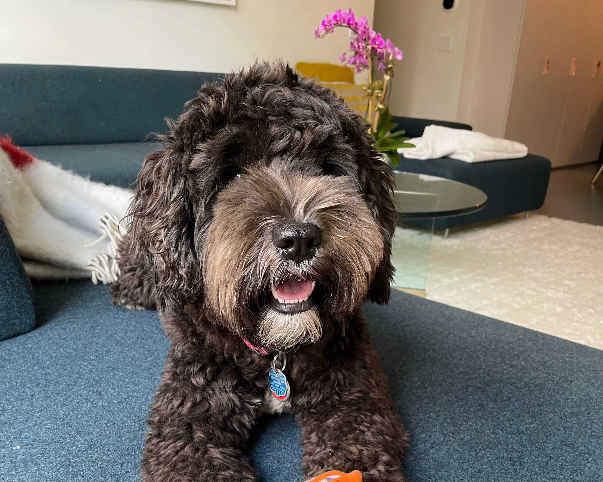 A close-up of a fluffy brown and gray dog with a black nose, sitting on a blue sofa with a tag on its collar, in a living room with a purple orchid and a white towel on the sofa in the background.