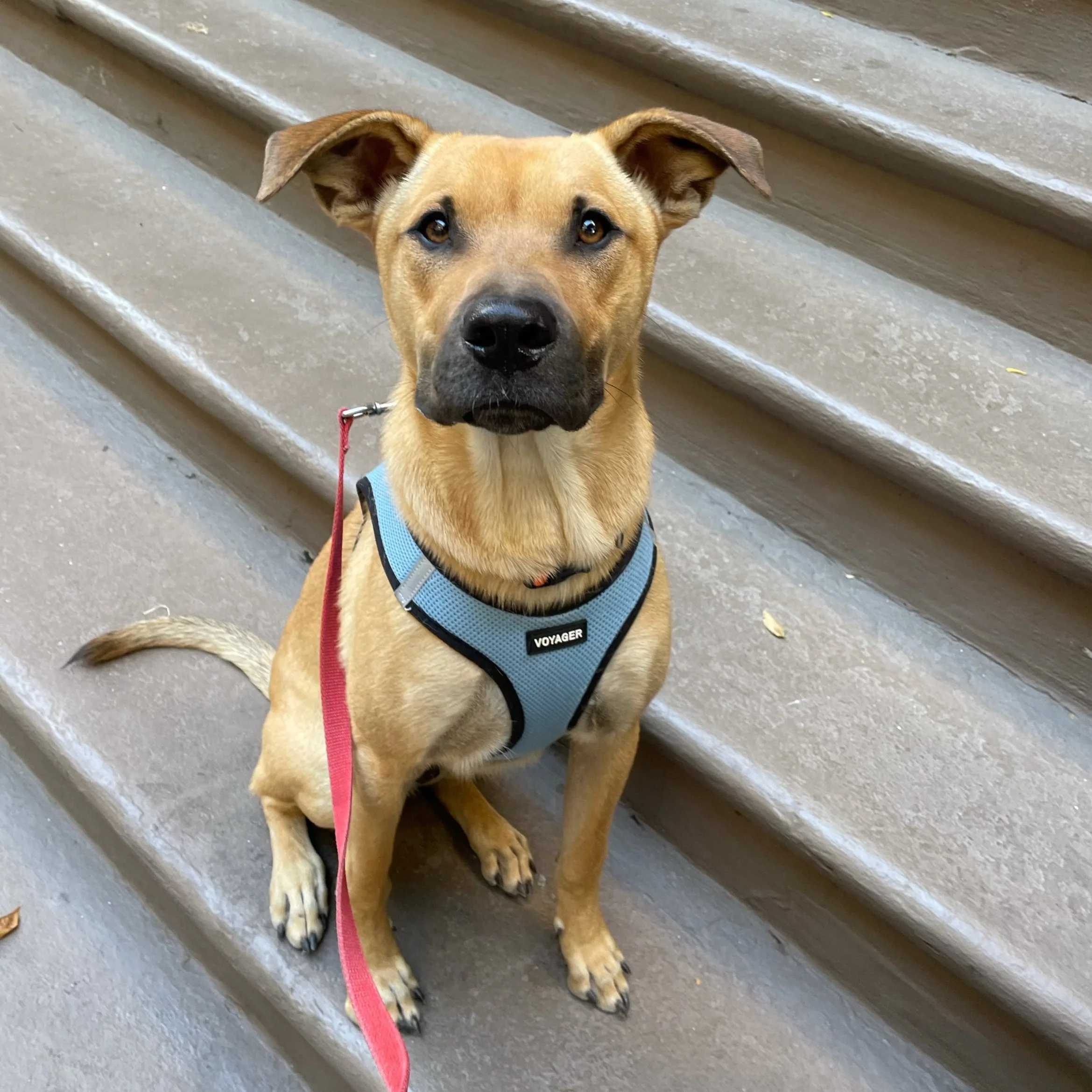 A tan-colored dog with a black nose and brown eyes sitting on concrete stairs, wearing a blue harness labeled 'VOYAGER' and attached to a pink leash.