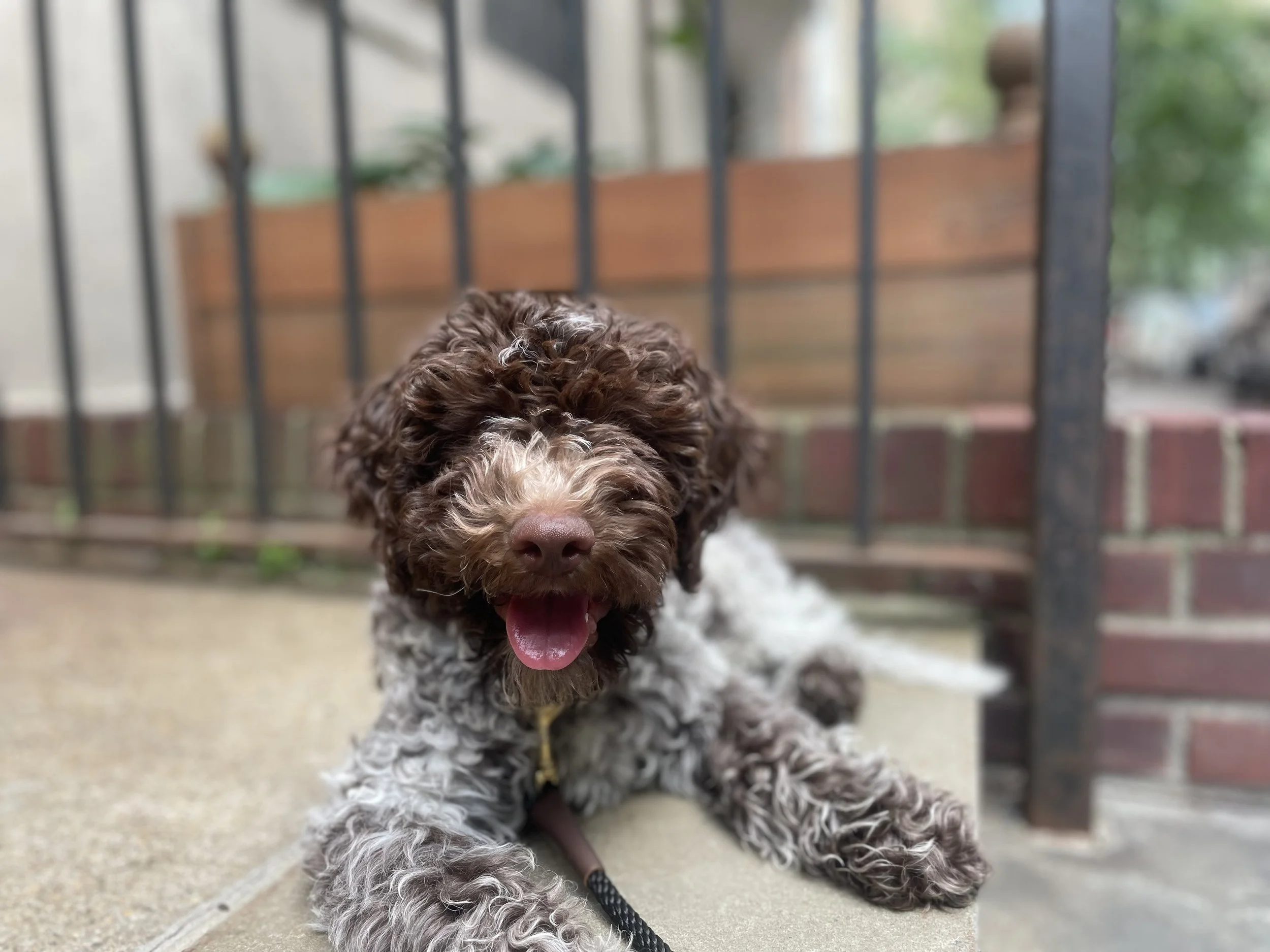 A brown and white curly-haired puppy with its tongue out, lying on the ground outside near a black metal fence and a wooden planter box, with green foliage in the background.