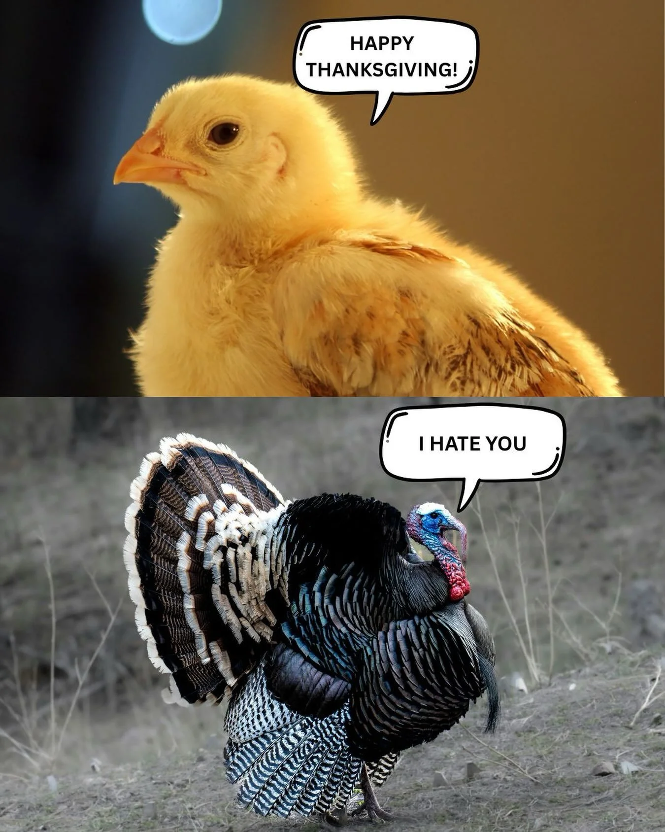 We are closed for all classes on Thanksgiving Day, Monday, Oct 12.

Have a wonderful Thanksgiving Day long weekend!