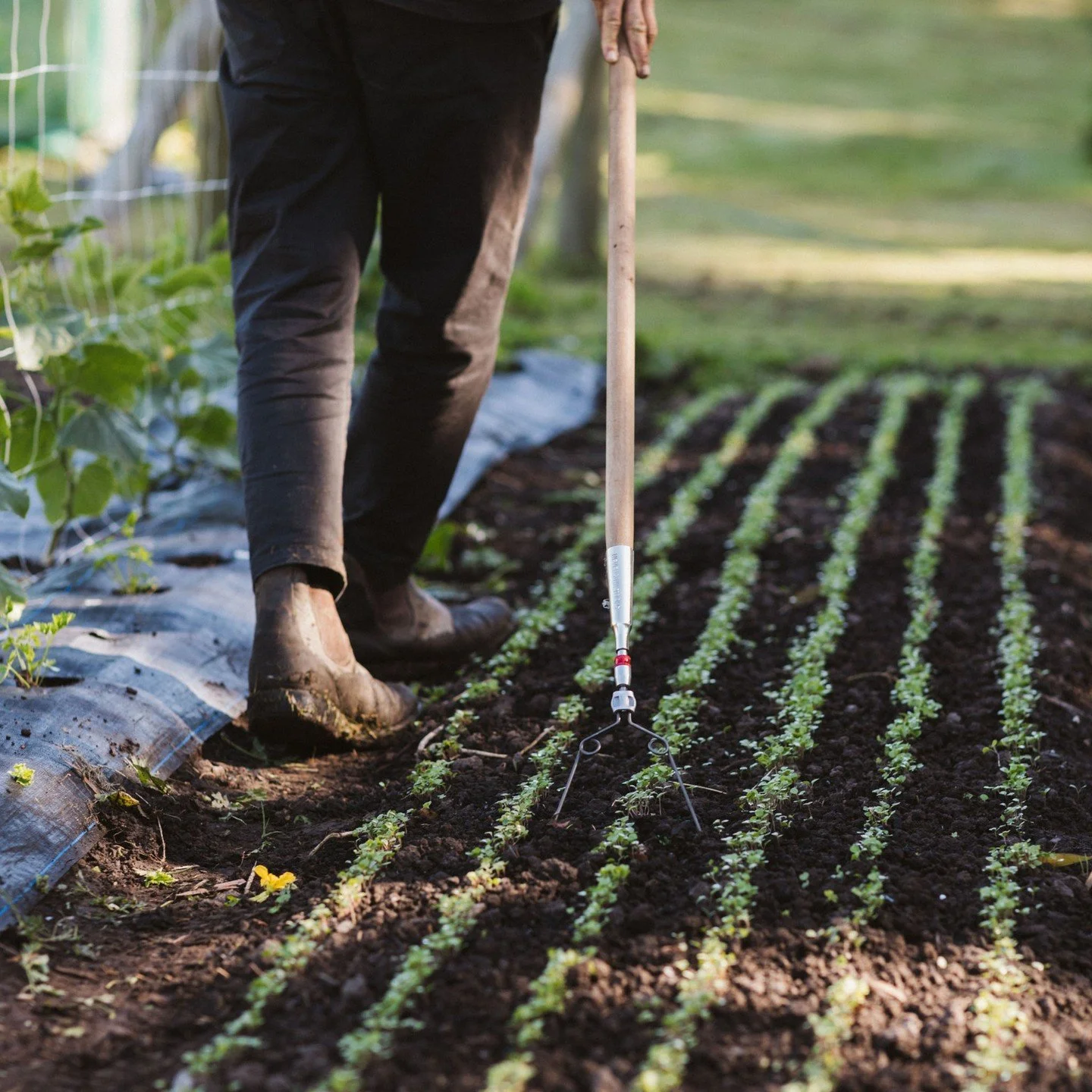 After a winter hiatus our full range of salad greens are back in stock at @thevillageberry.
The spring so far has been kind, so heres to a good growing season and a summer spent weeding